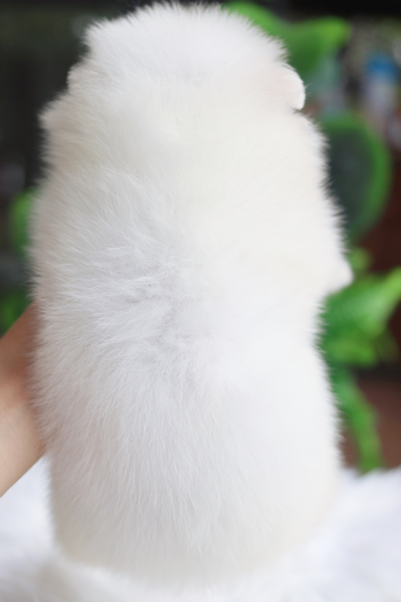 ปอมเมอเรเนียน เพศเมีย สีขาวครีม