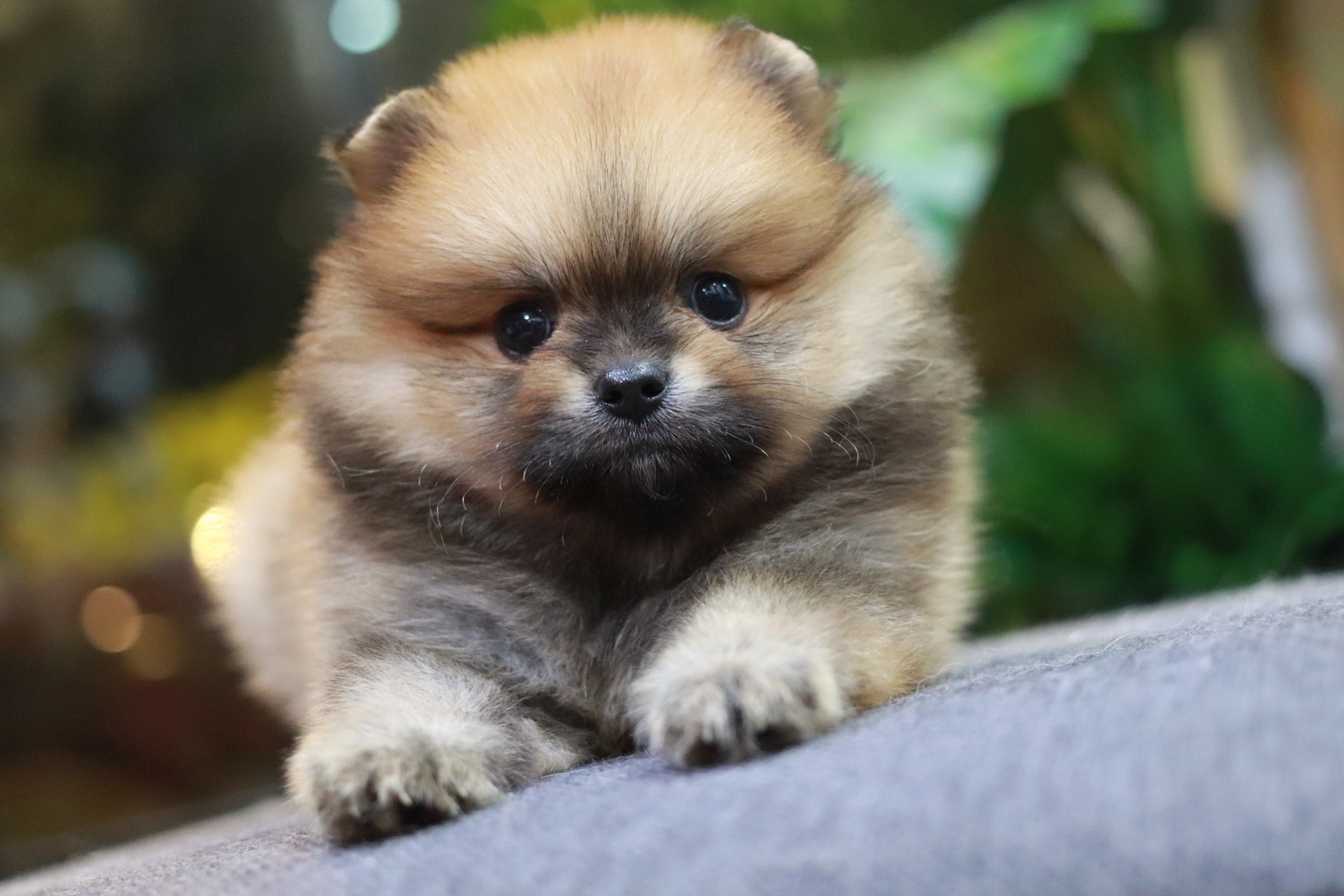 ปอมเมอเรเนียน เพศผู้