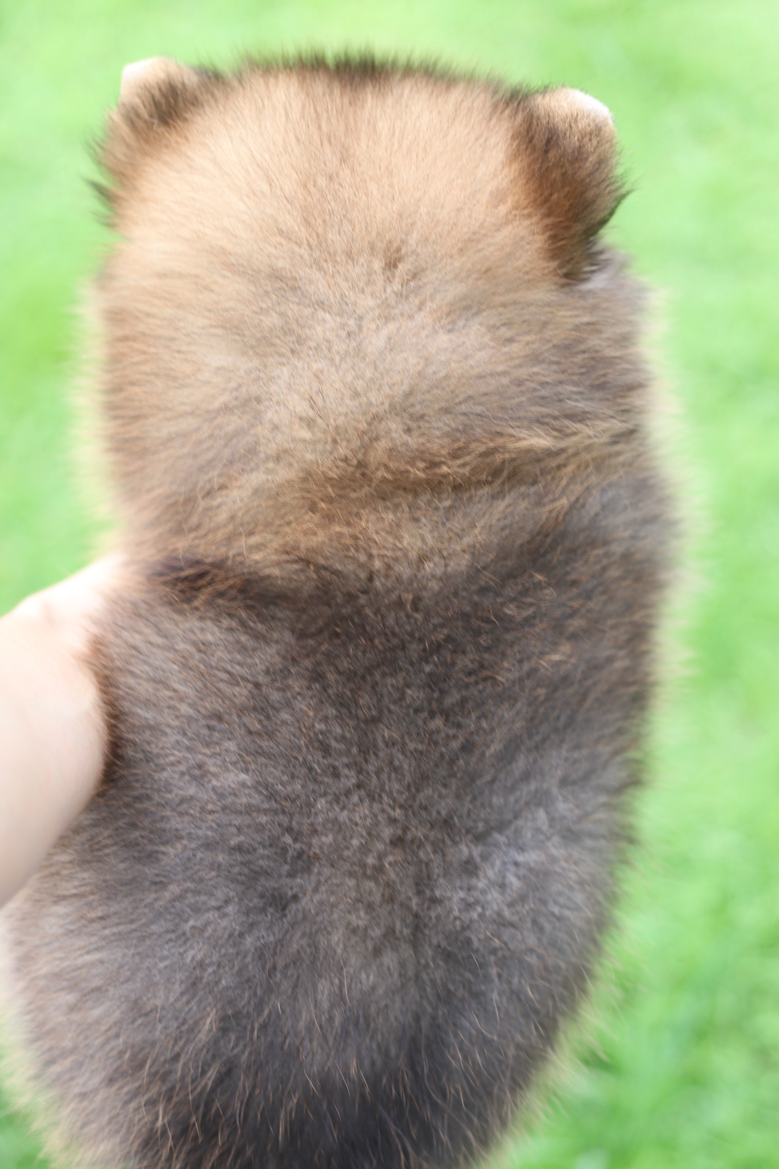 ปอมเมอเรเนียน เพศผู้ สีส้ม