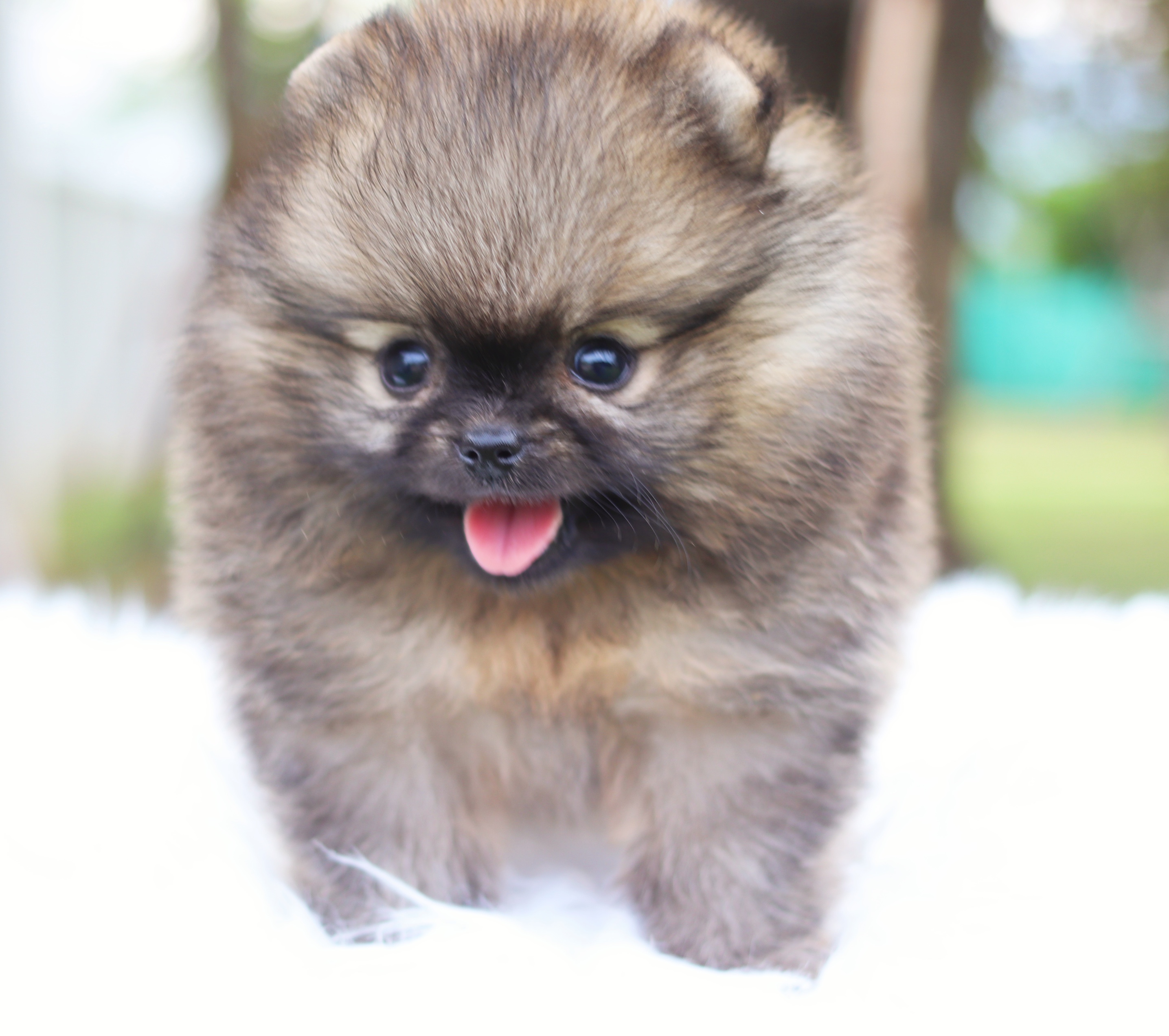 ปอมเมอเรเนียน เพศเมียสีส้ม