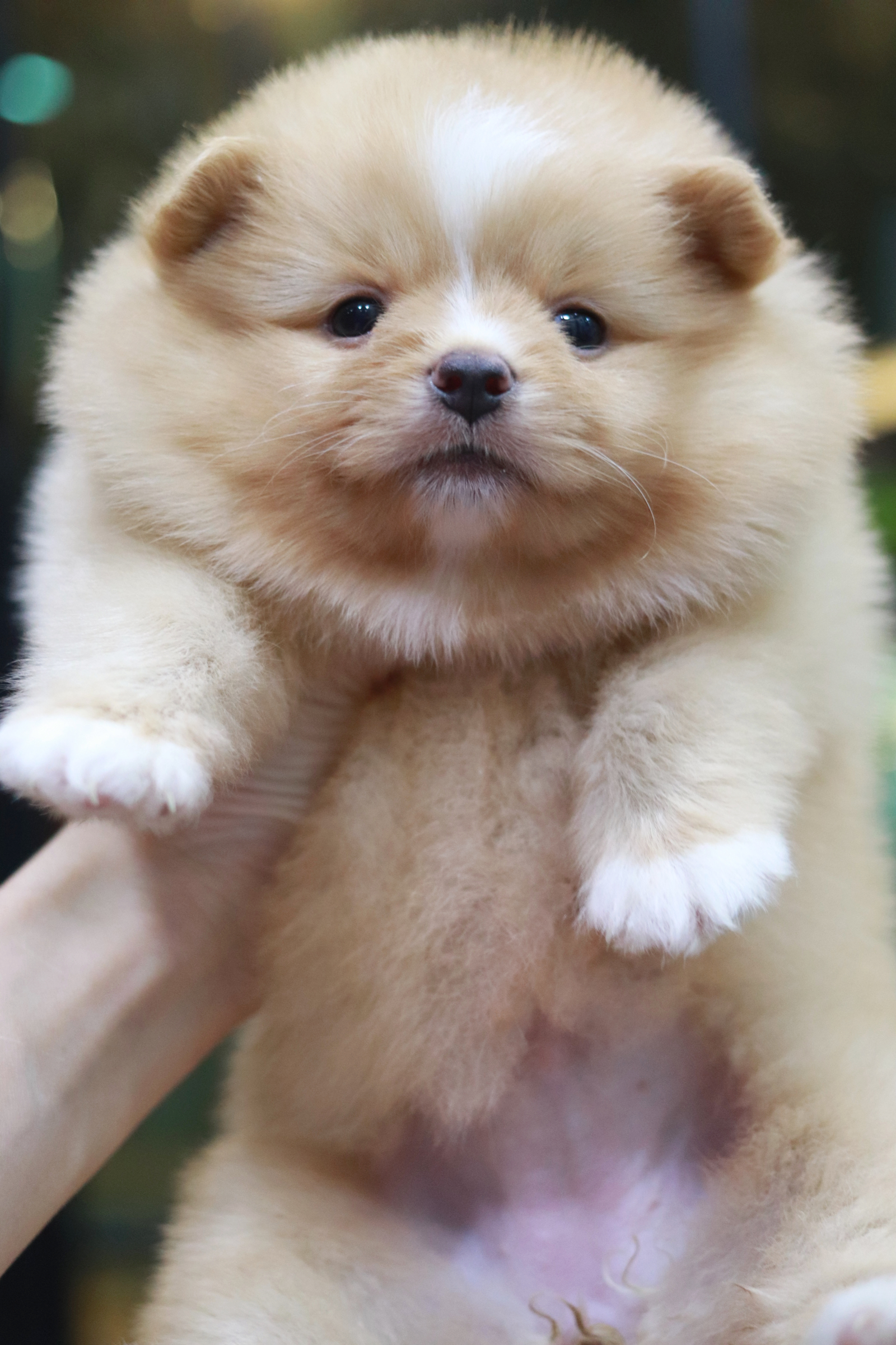 ปอมเมอเรเนียน เพศเมีย