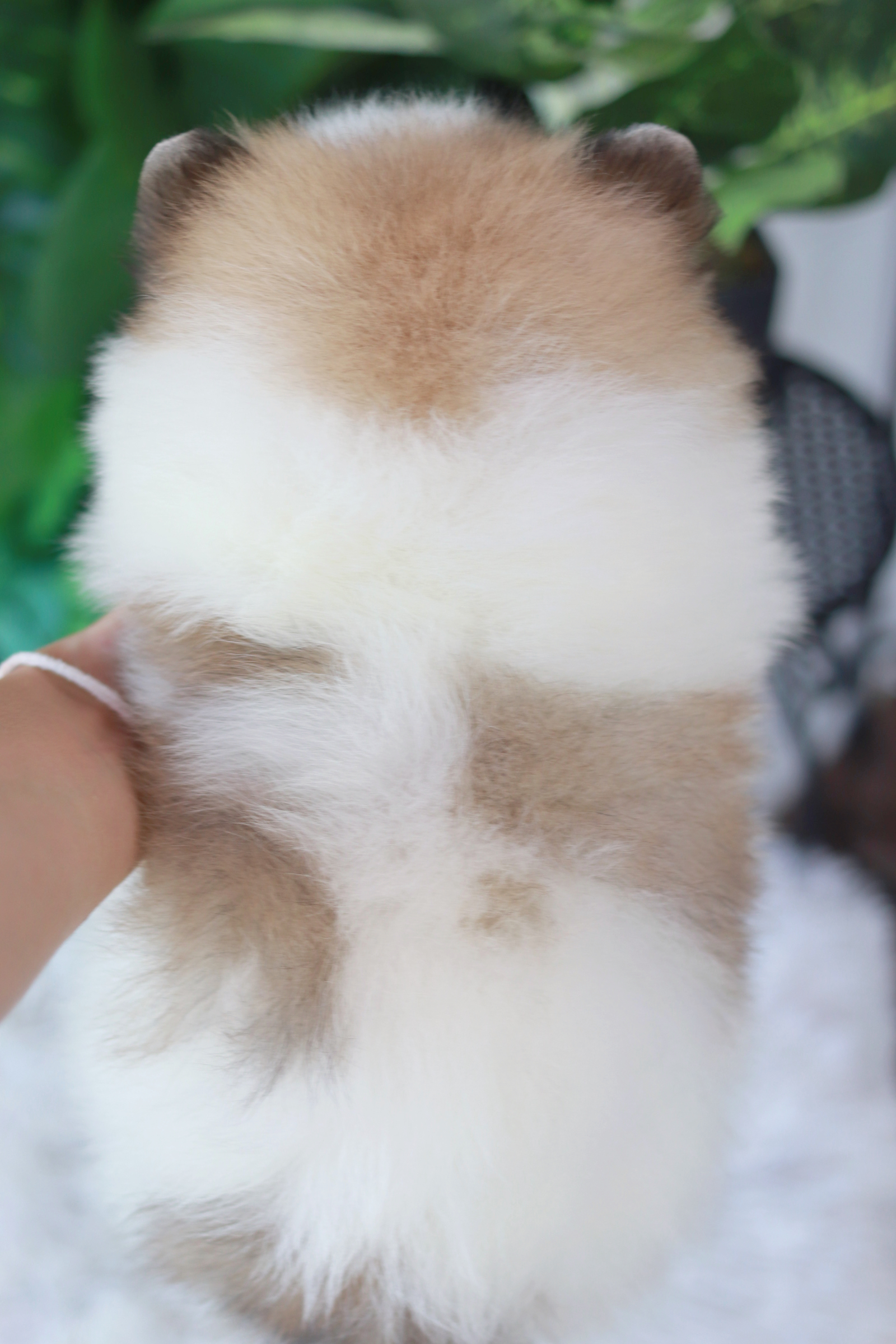 ปอมเมอเรเนียน เพศผู้ แฟนซีขนแน่นๆ