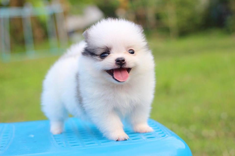 ปอมเมอเรเนียน เพศเมียทีคัพ