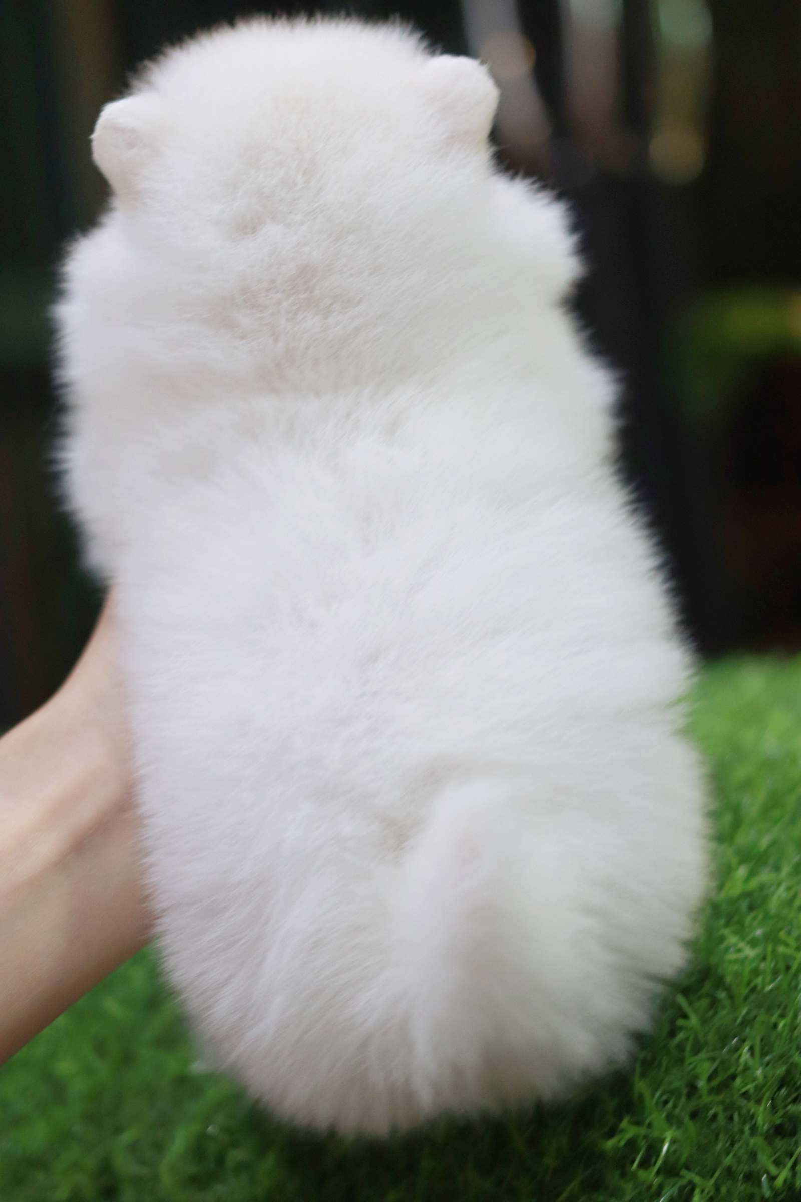 ปอมเมอเรเนียน เพศเมียไซส์เล็กสีขาว