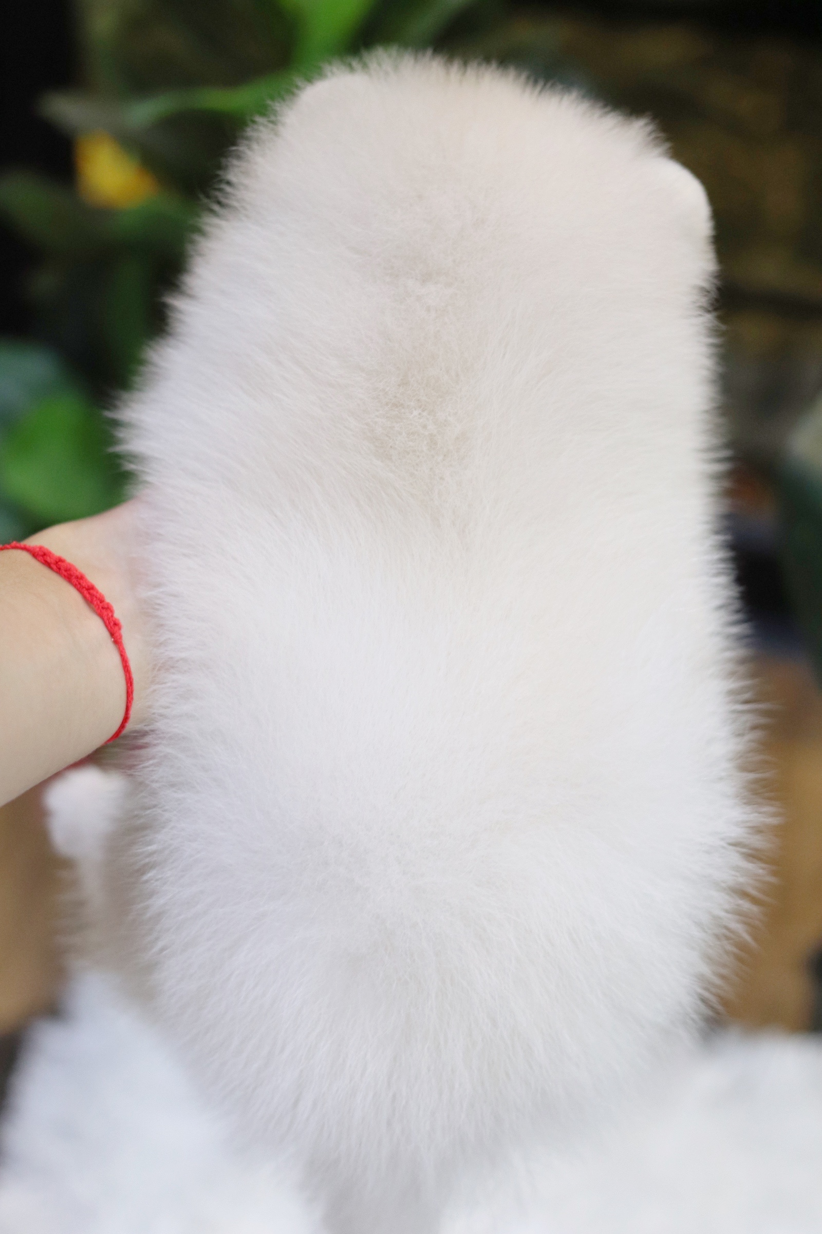 ปอมเมอเรเนียน เพศผู้ สีขาวครีม