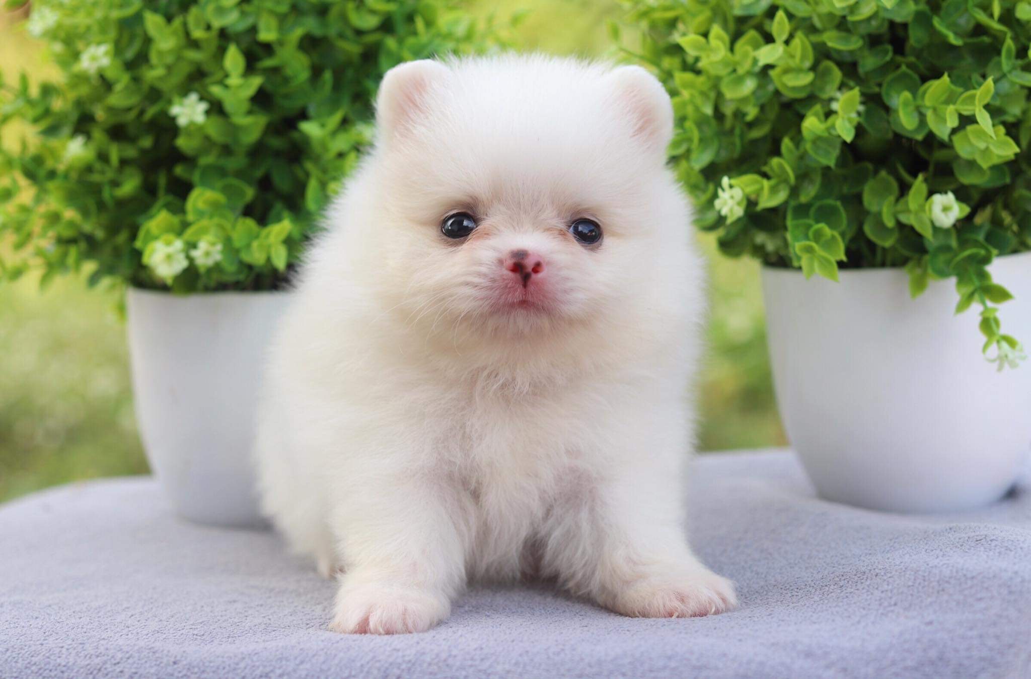 ปอมเมอเรเนียน เพศผู้