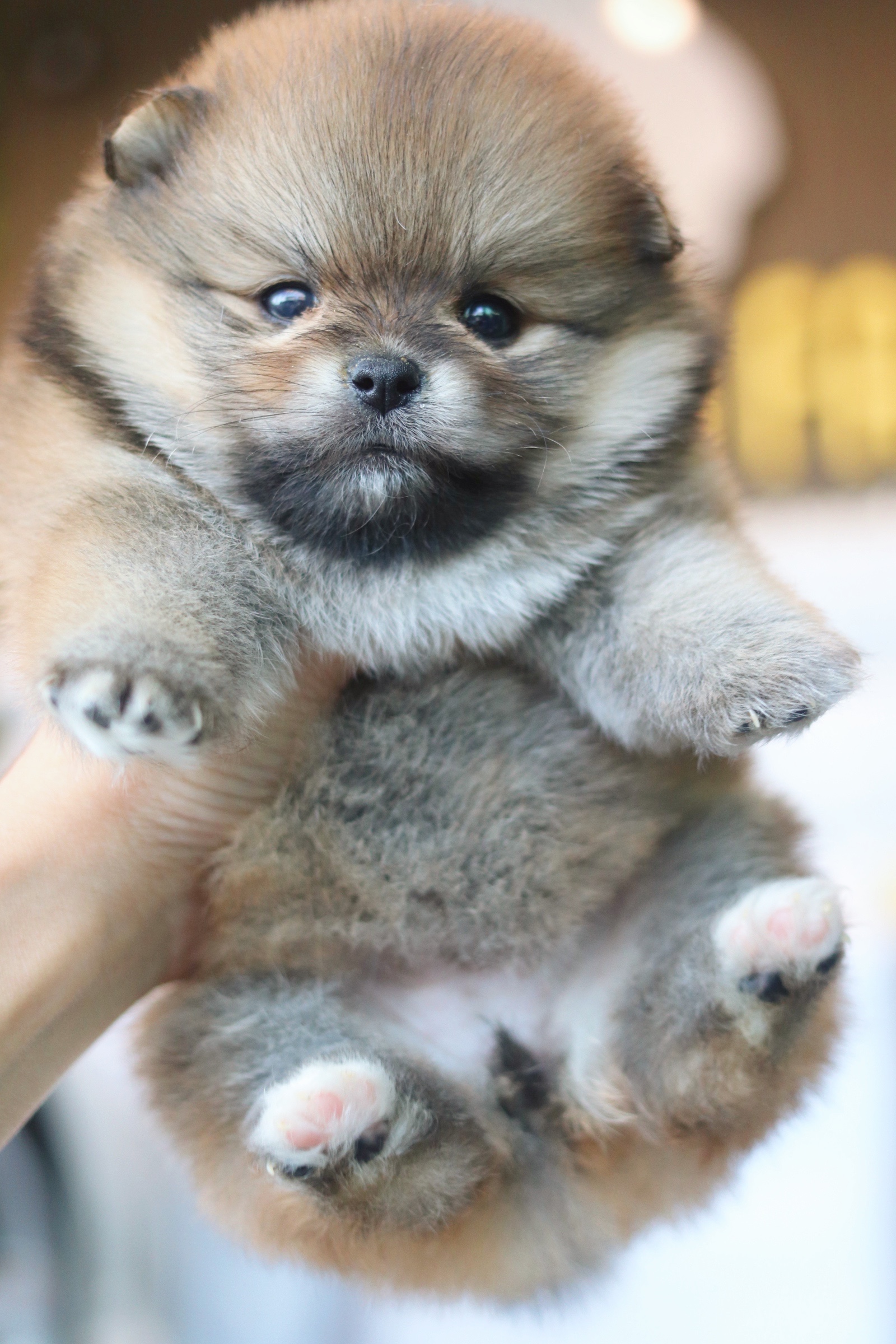 ปอมเมอเรเนียน เพศเมียสีส้ม