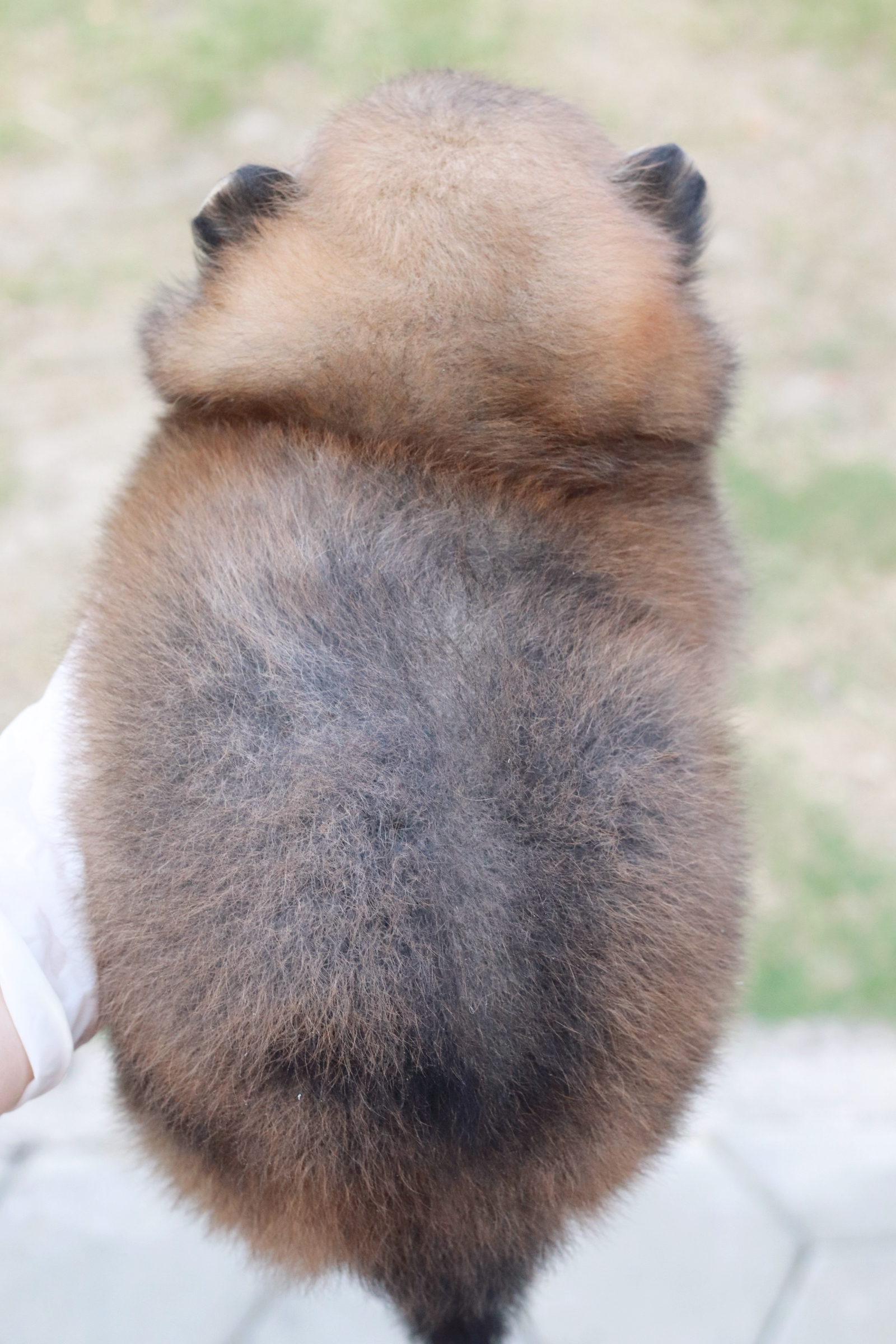 ปอมเมอเรเนียน เพศผู้ส้ม