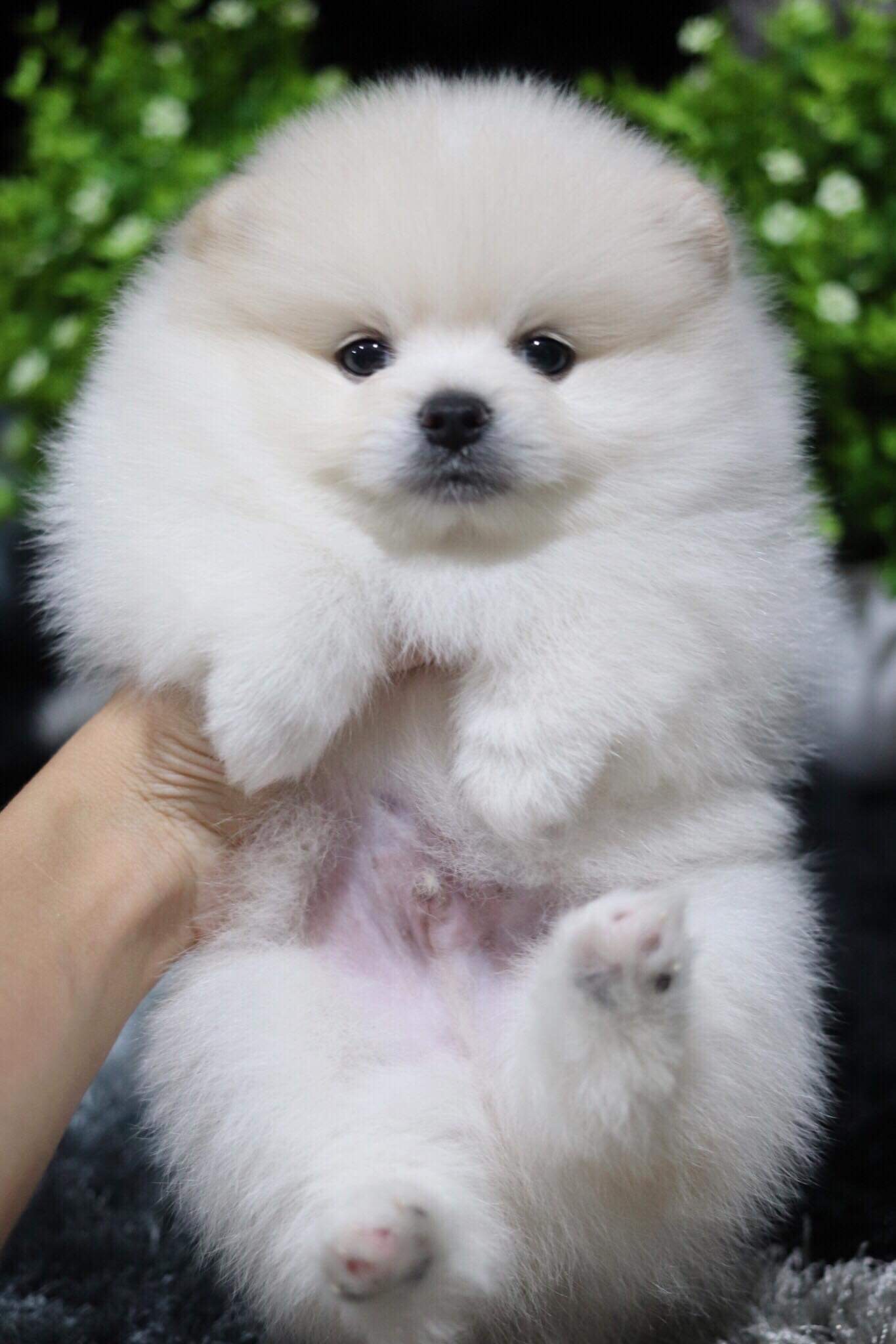 ปอมเมอเรเนียน เพศผู้