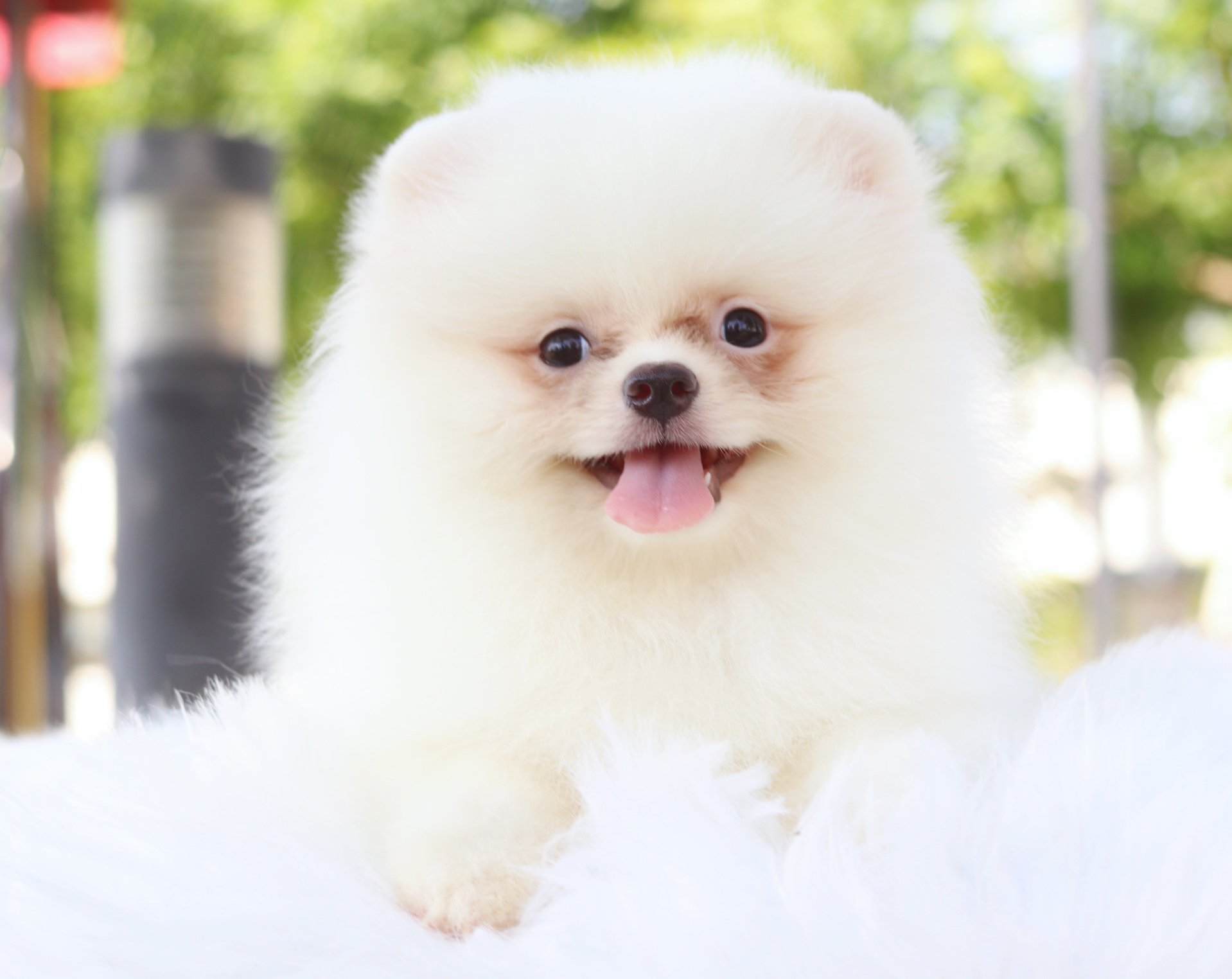 ปอมเมอเรเนียน เพศเมียสีขาวครีม