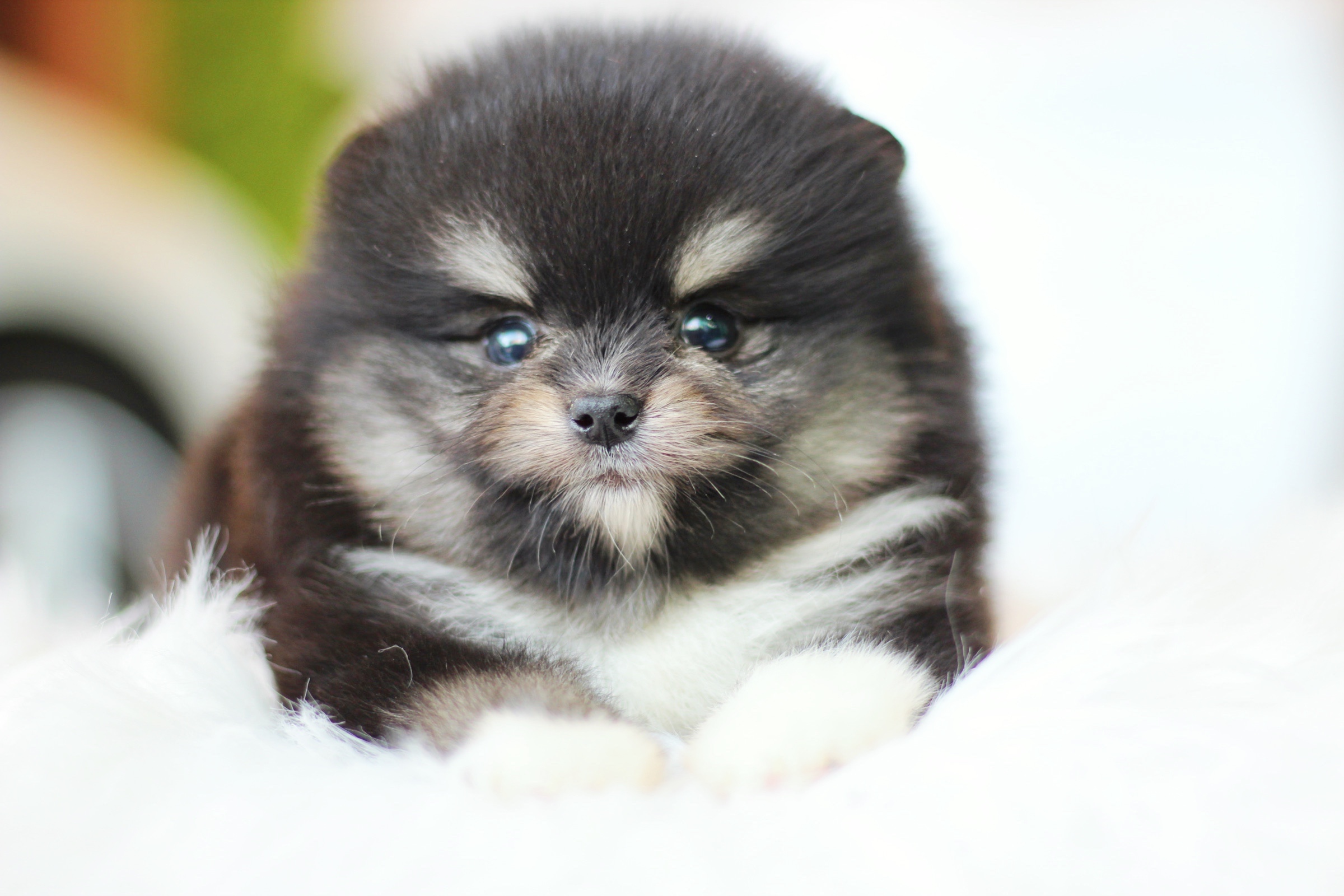 ปอมเมอเรเนียน เพศผู้ แบล็คแทน