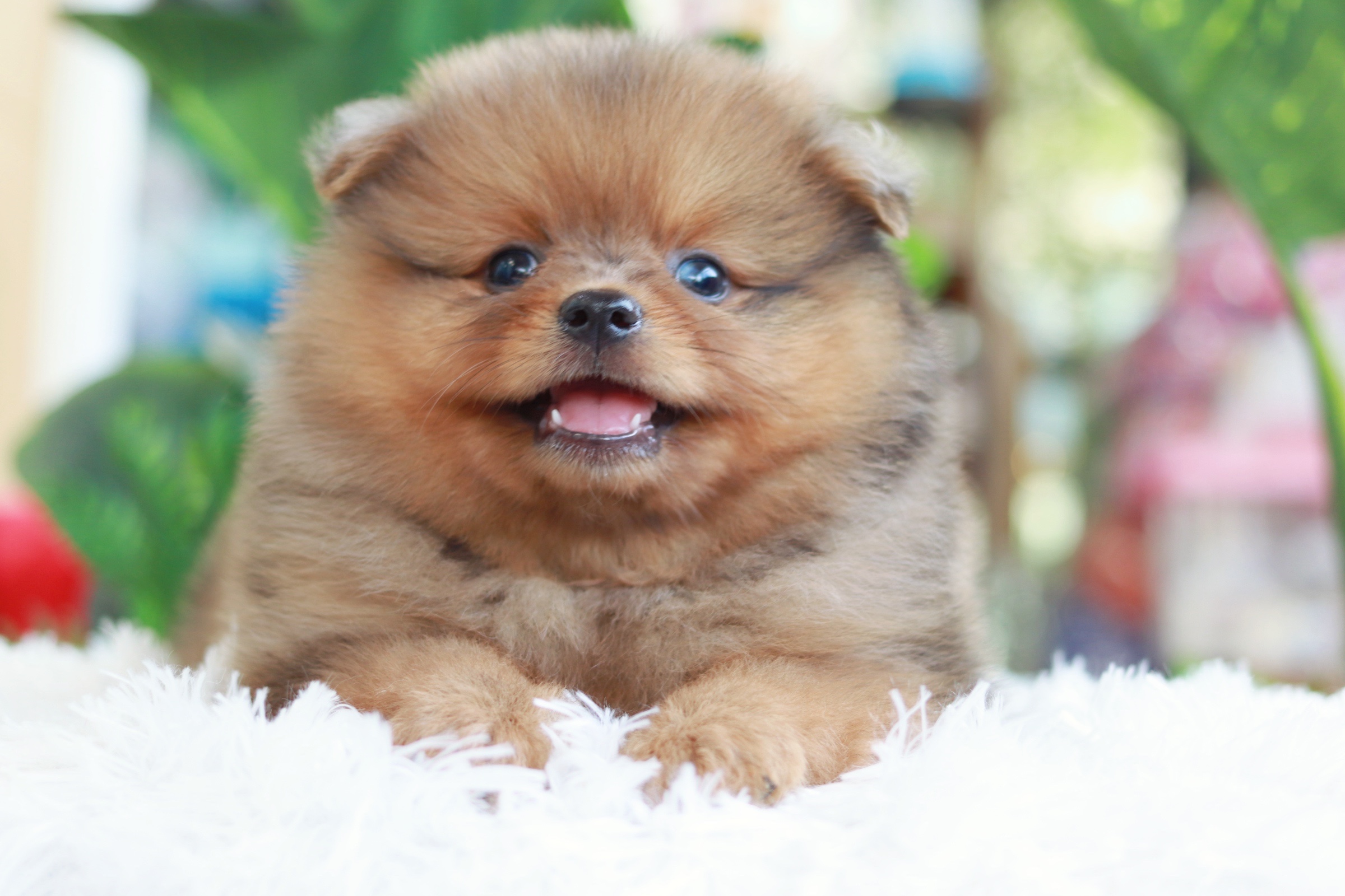 ปอมเมอเรเนียน เพศผู้ สีส้ม