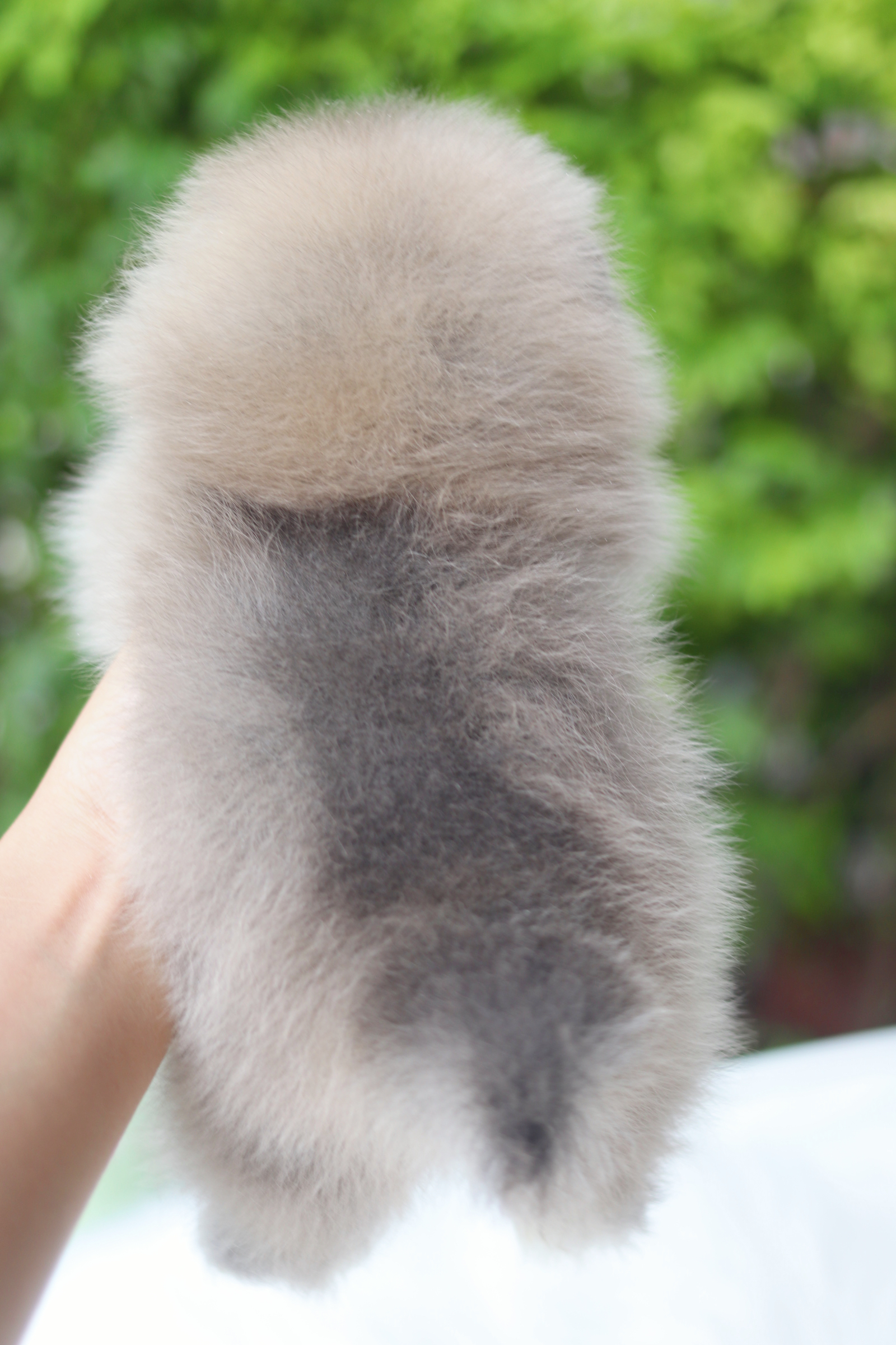 ปอมเมอเรเนียน เพศเมียสีส้ม เกรดโชว์