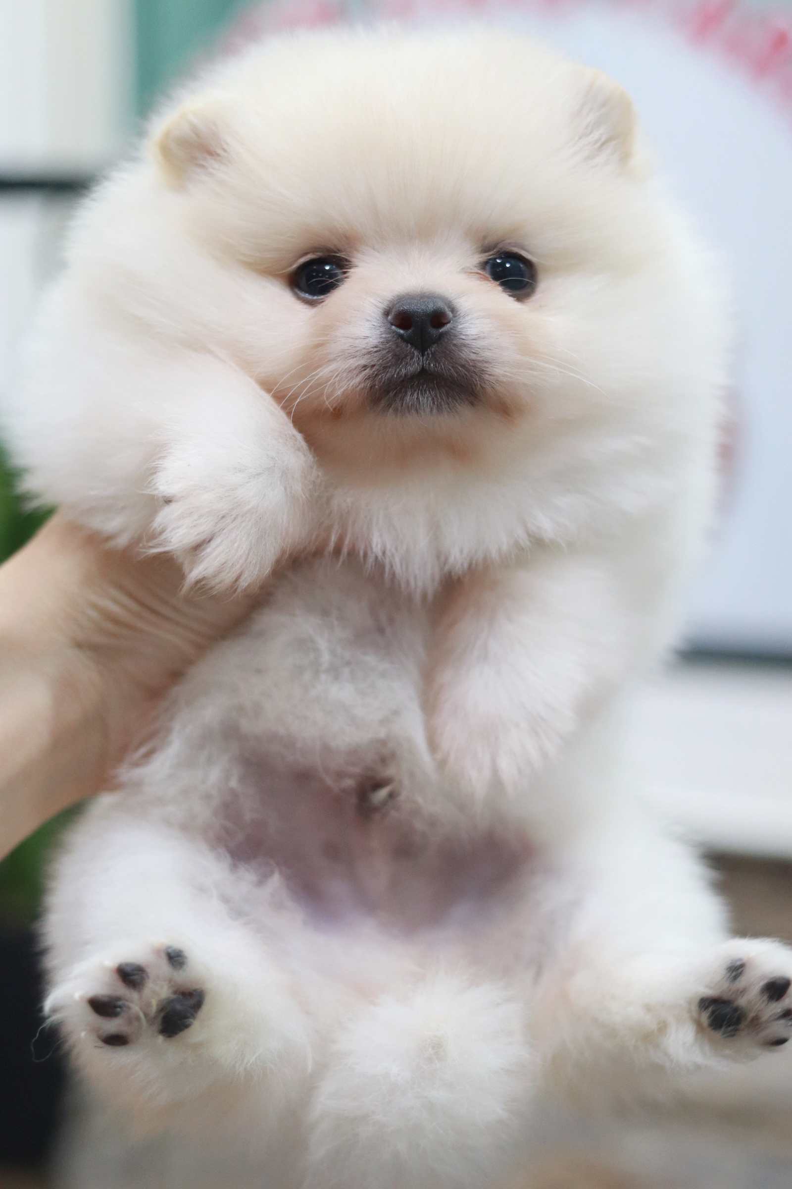 ปอมเมอเรเนียน เพศผู้ขาวครีม