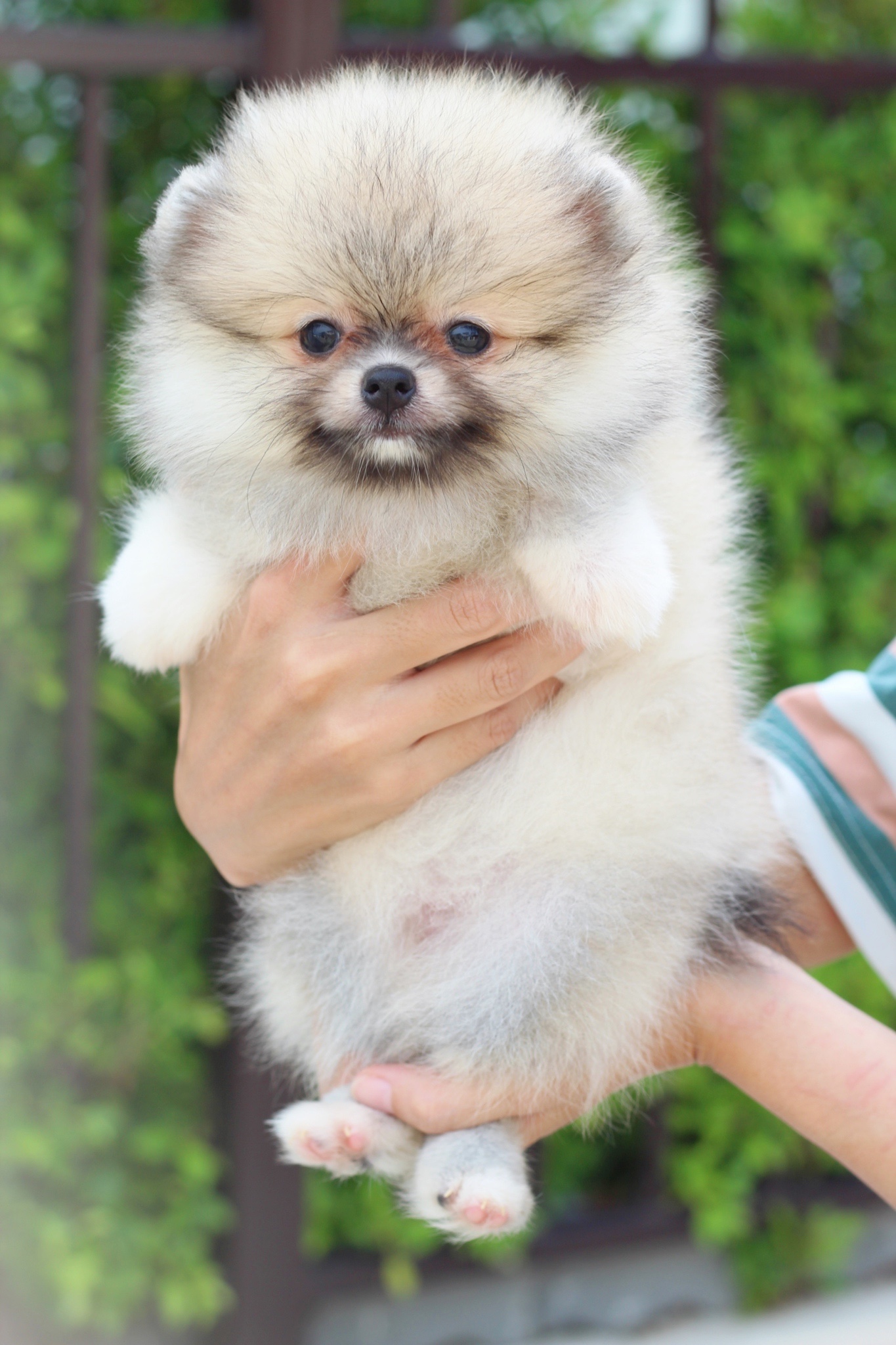 ปอมเมอเรเนียน เพศเมียสีส้ม