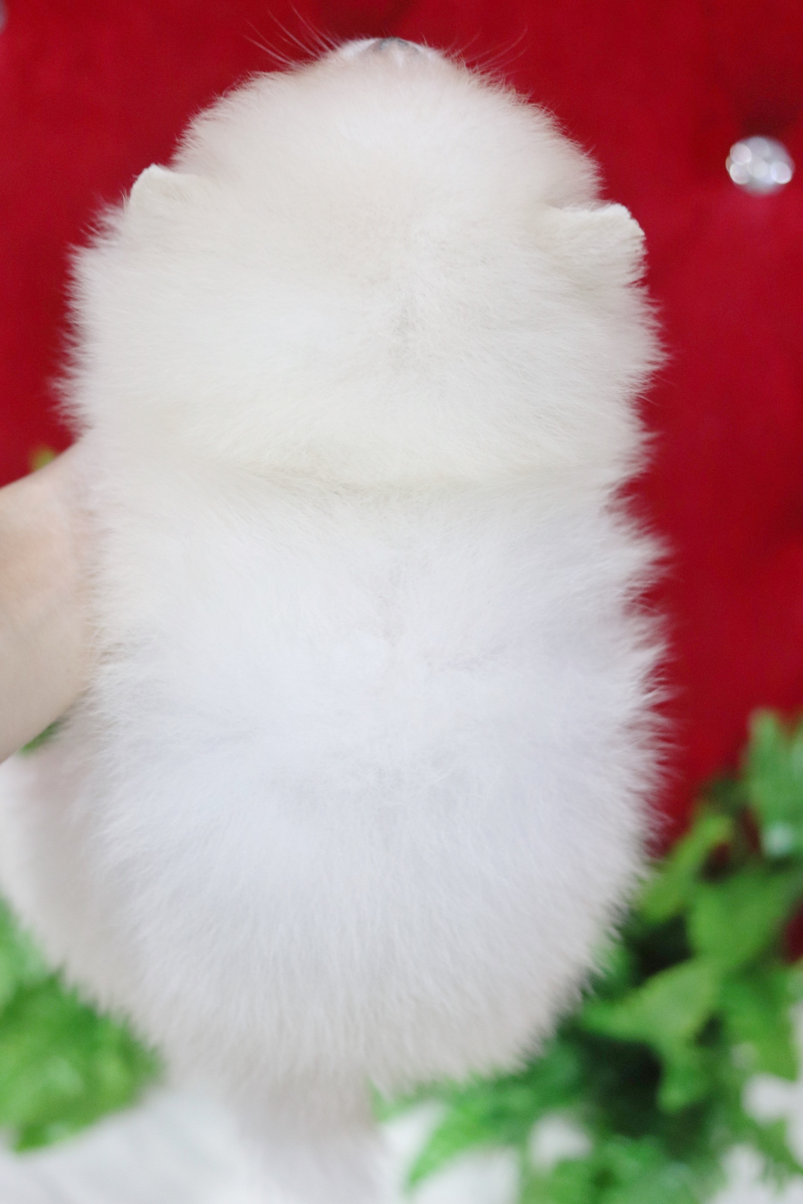 ปอมเมอเรเนียน เพศผู้ สีขาวครีม