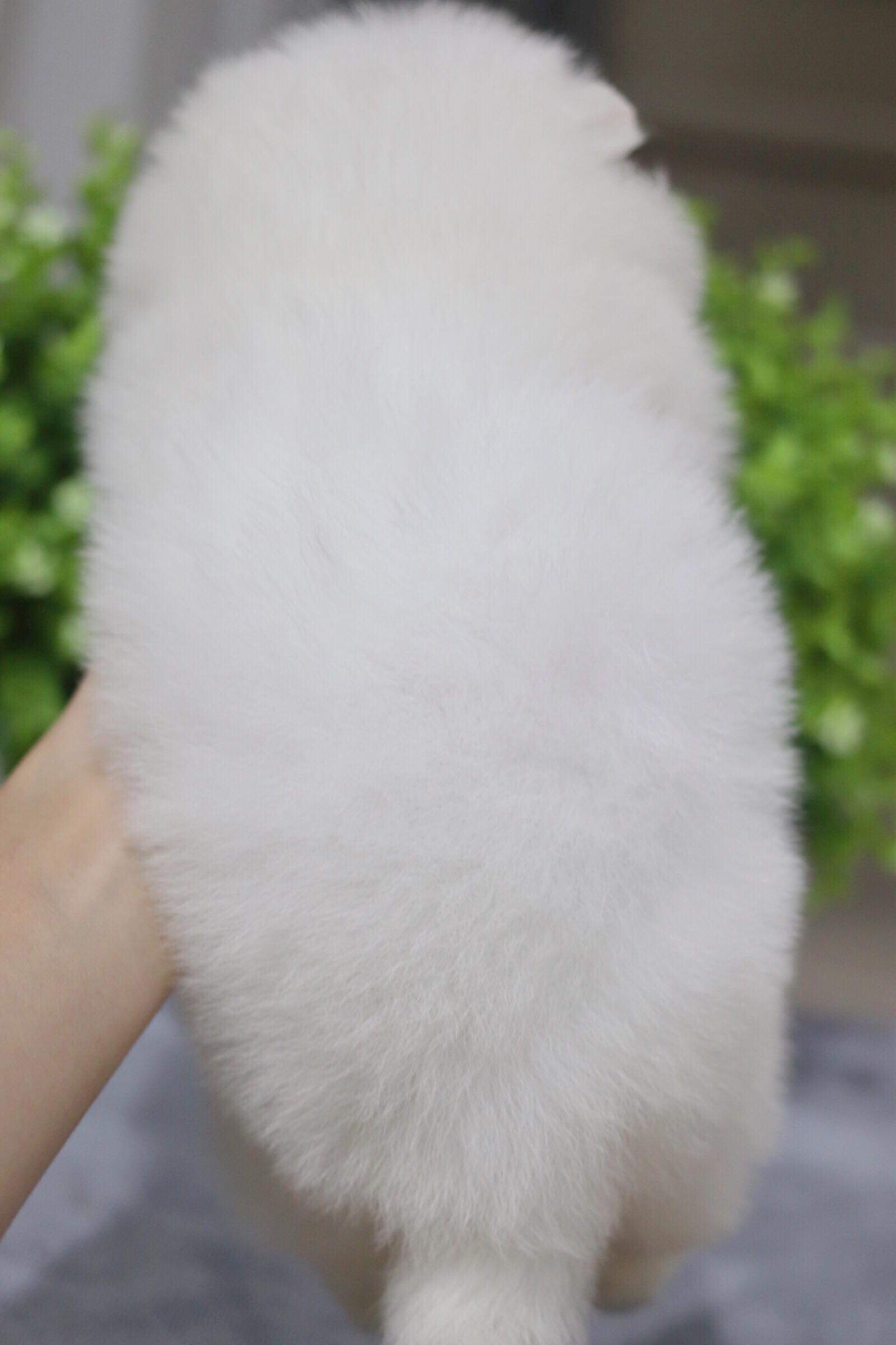 ปอมเมอเรเนียน เพศเมีย