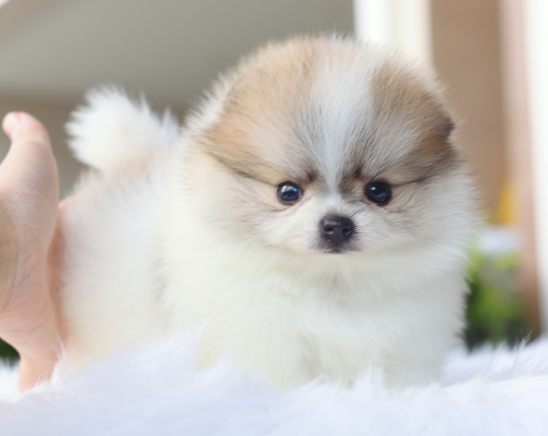 ปอมเมอเรเนียน เพศผู้สีแฟนซีเกรดโชว์