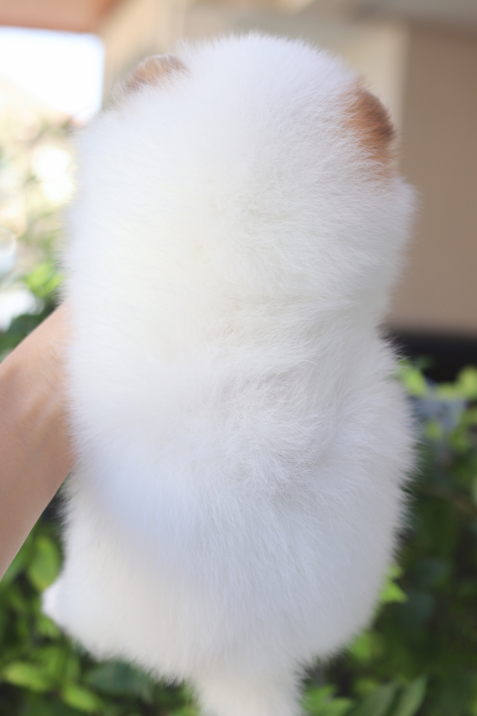 ปอมเมอเรเนียน เพศเมียสีแฟนซี