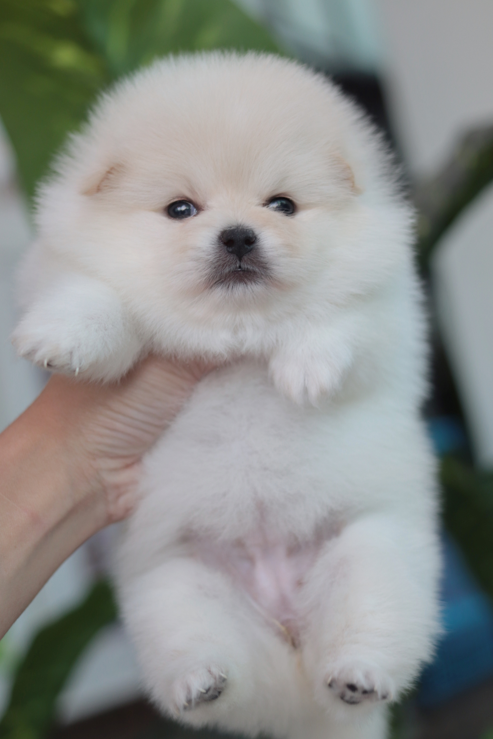 ปอมเมอเรเนียน เพศเมีย เกรดโชว์