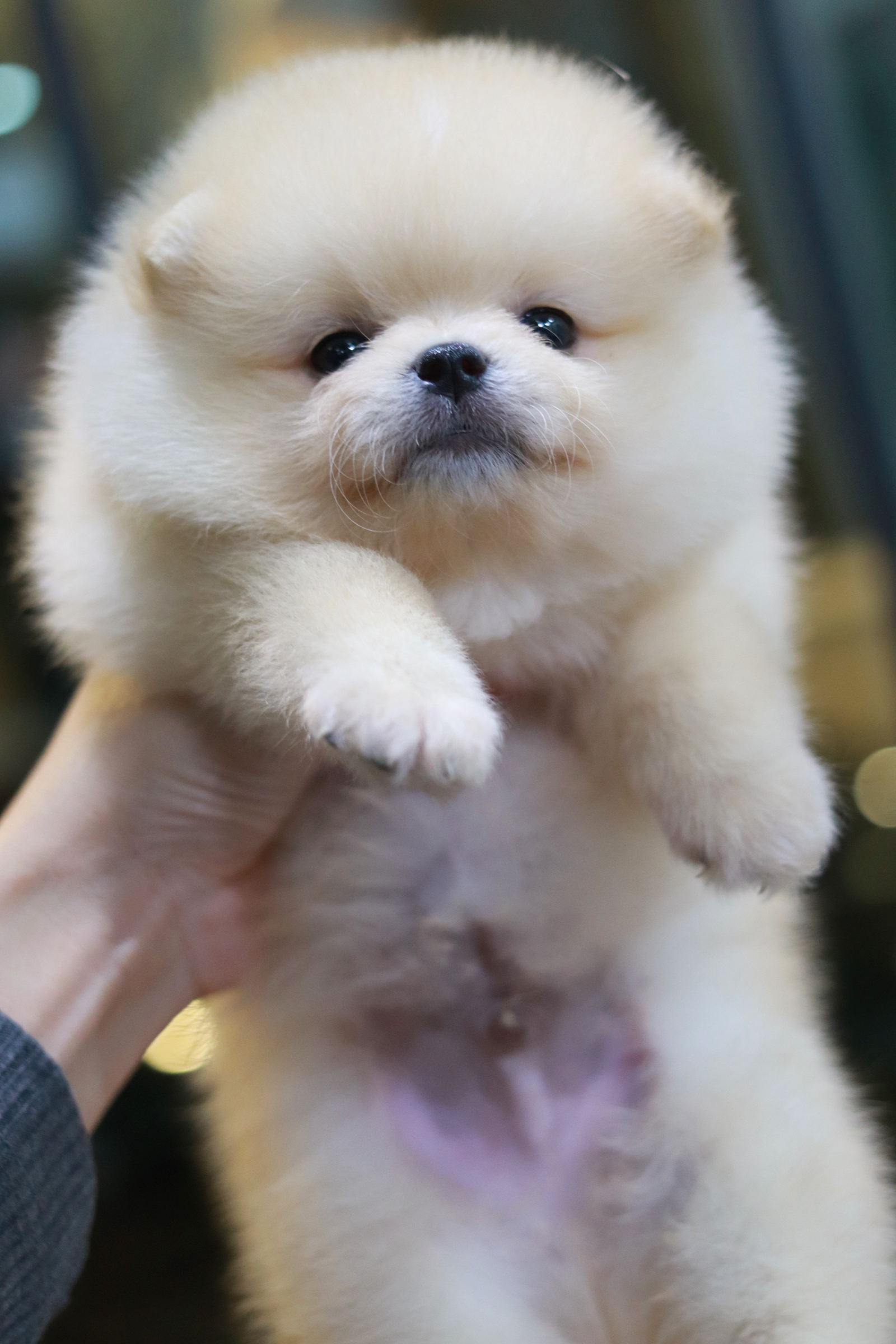 ปอมเมอเรเนียน เพศผู้ สีครีม