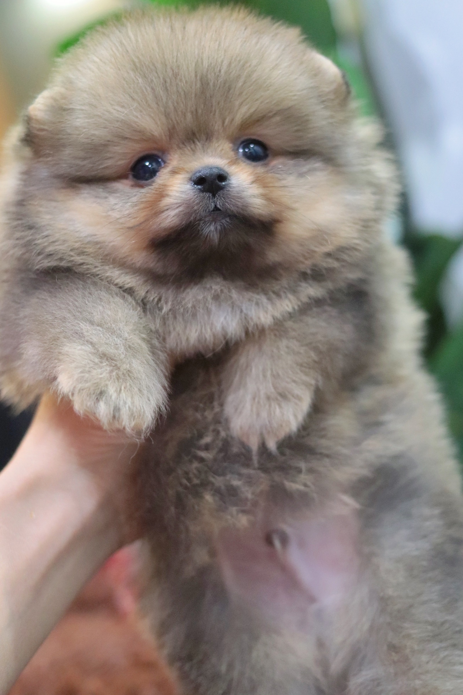 ปอมเมอเรเนียน เพศผู้สีส้ม