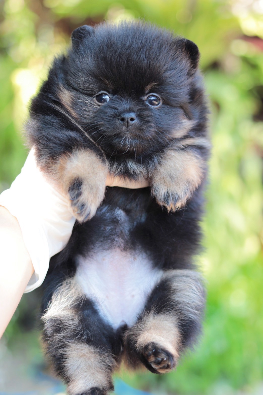 ปอมเมอเรเนียน เพศเมียสีแบ็คแทน