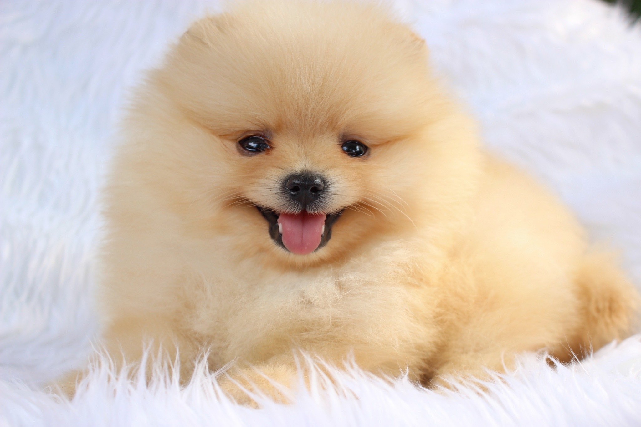 ปอมเมอเรเนียน เพศผู้ ครีม