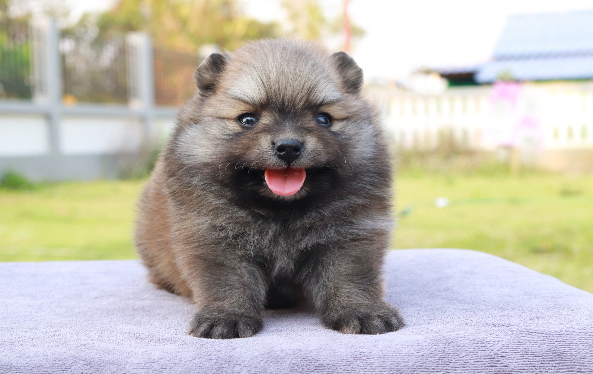 ปอมเมอเรเนียน เพศผู้ส้ม