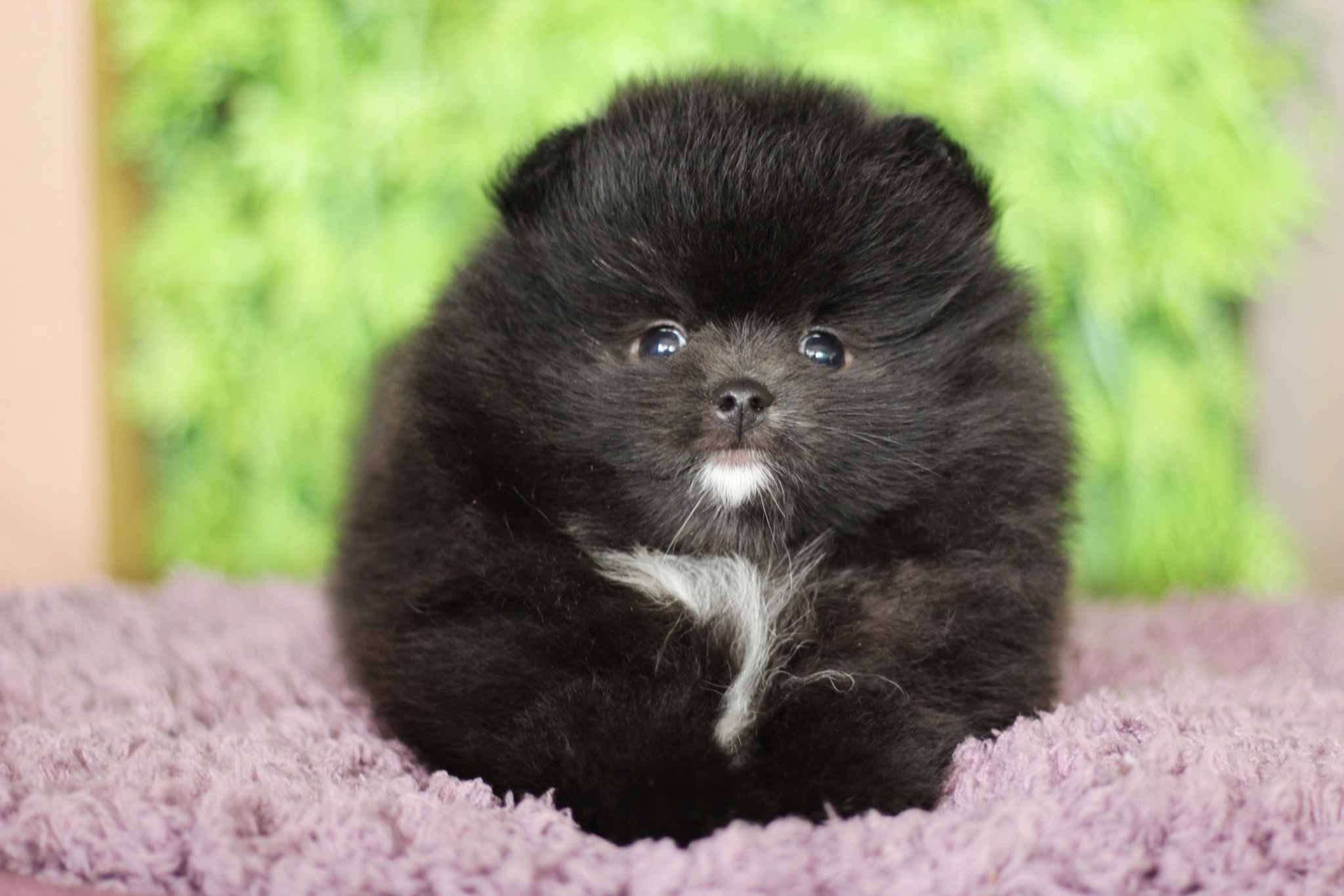 ปอมเมอเรเนียน เพศผู้ สีดำ