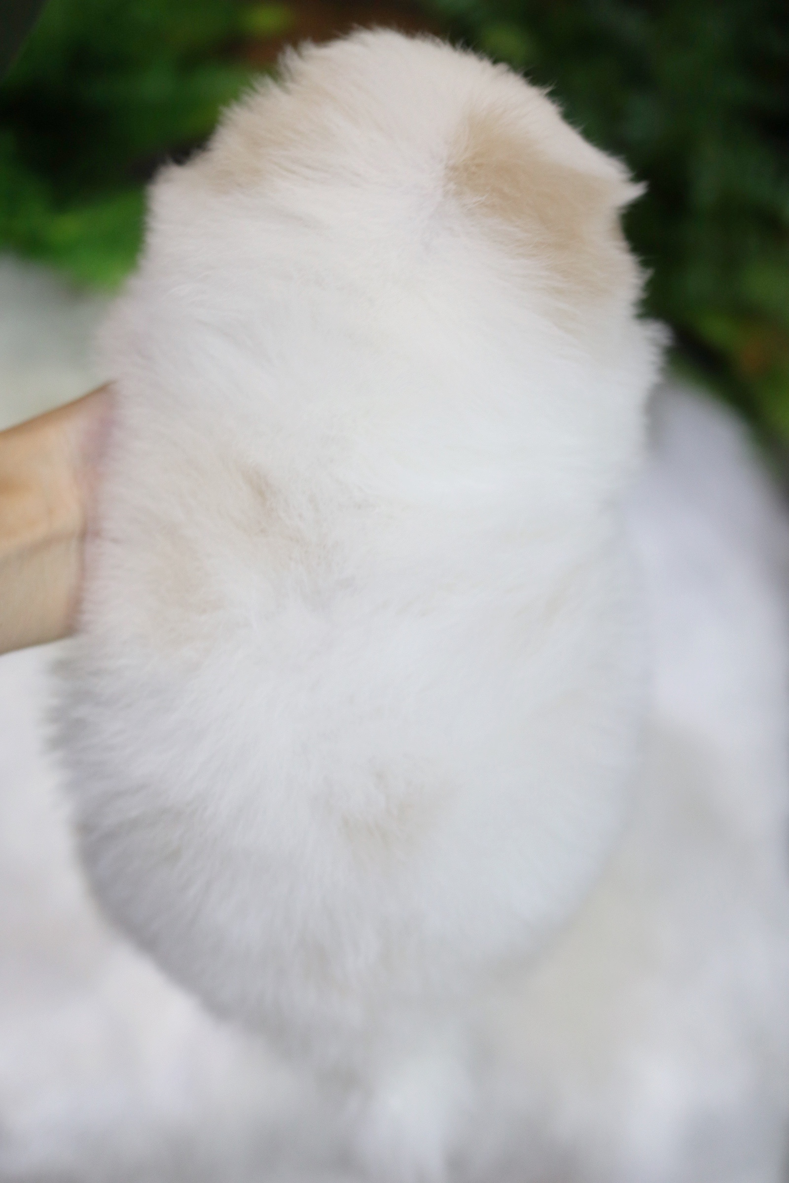 ปอมเมอเรเนียน เพศเมียขาวครีม