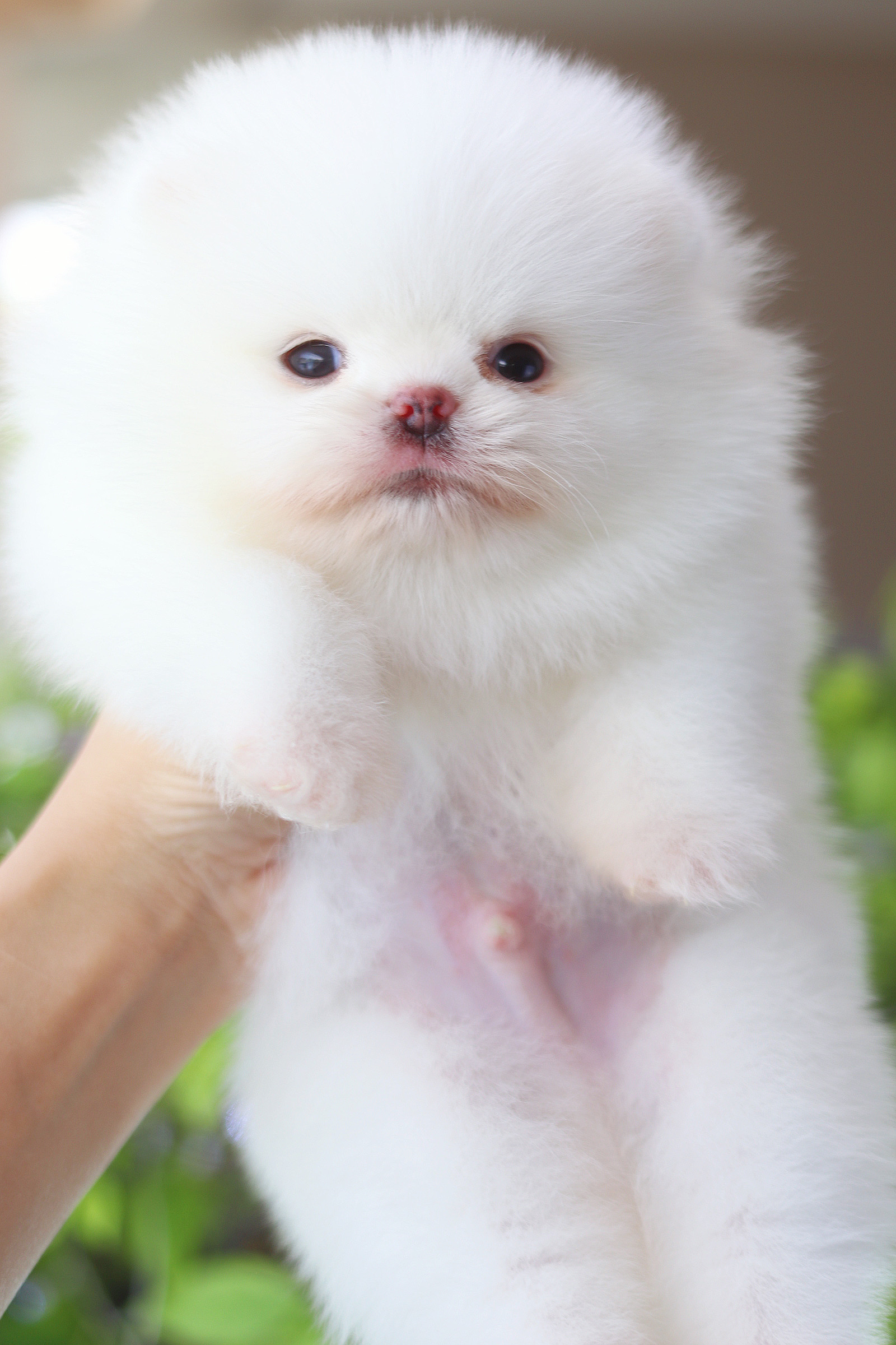 ปอมเมอเรเนียน เพศผู้ สีขาวเกรดโชว์