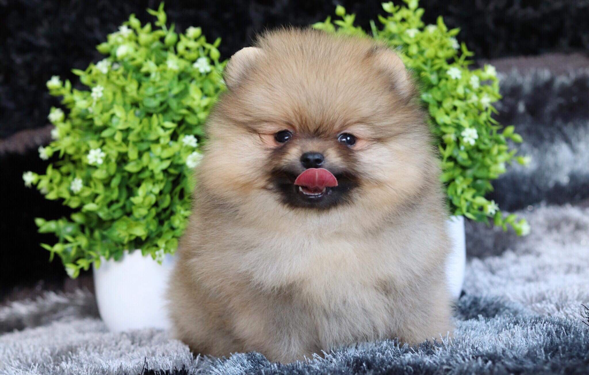 ปอมเมอเรเนียน เพศผู้