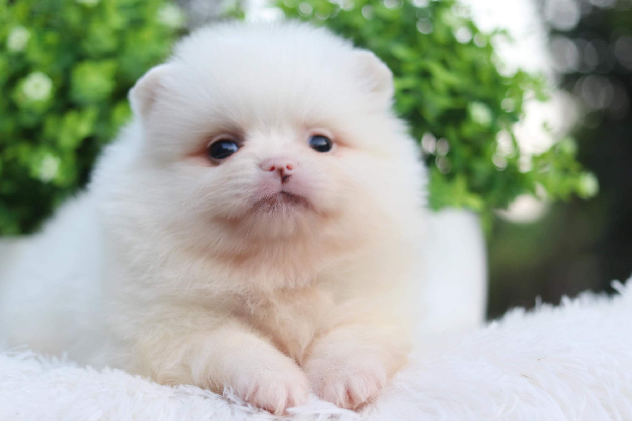 ปอมเมอเรเนียน เพศเมีย