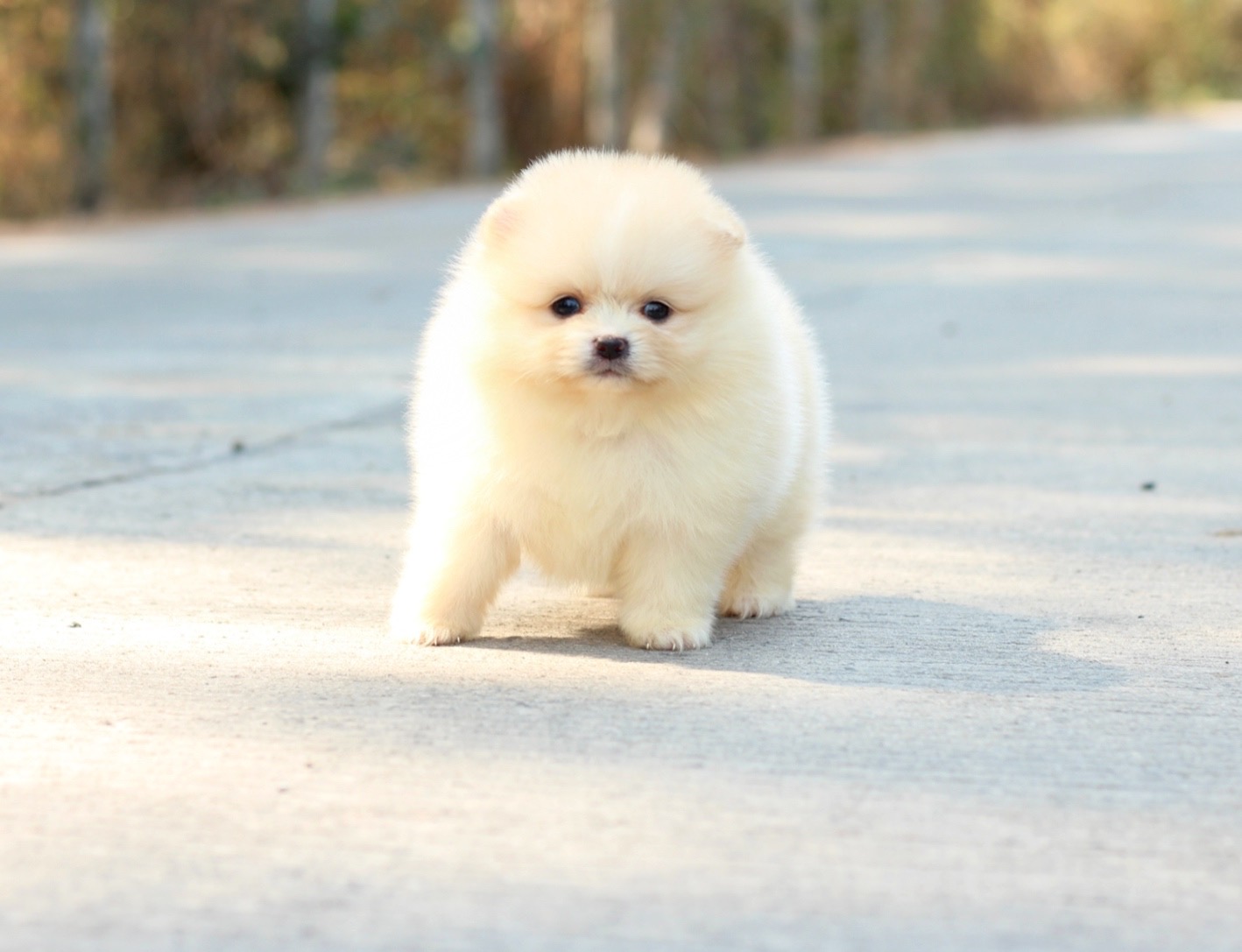 ปอมเมอเรเนียน เพศเมียสีครีม