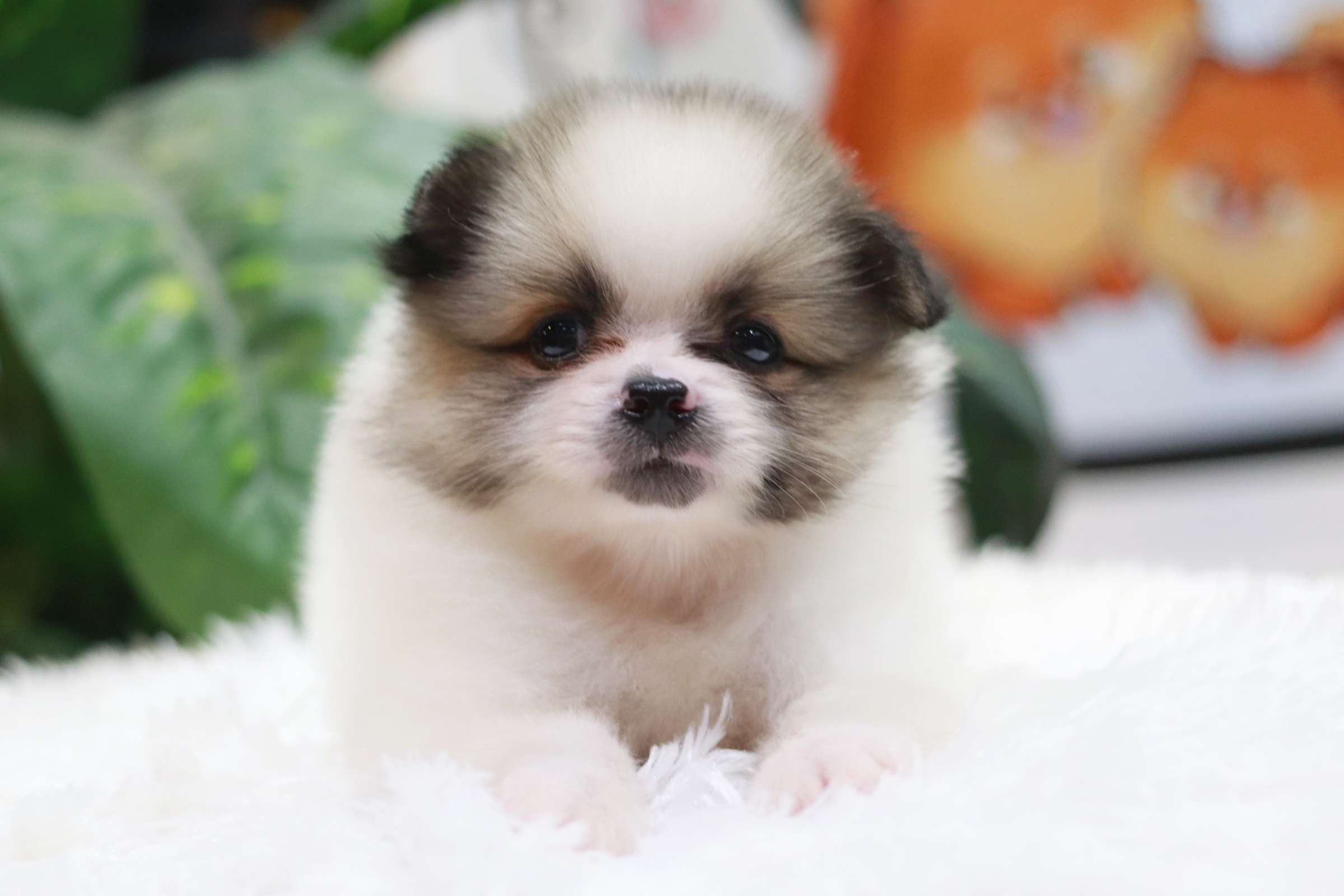 ปอมเมอเรเนียน เพศเมีย แฟนซีหน้าฟ็อก