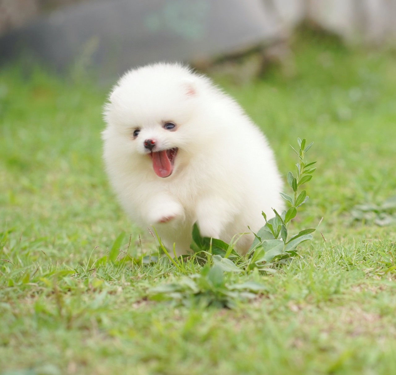 ปอมเมอเรเนียน เพศผู้ สีขาว