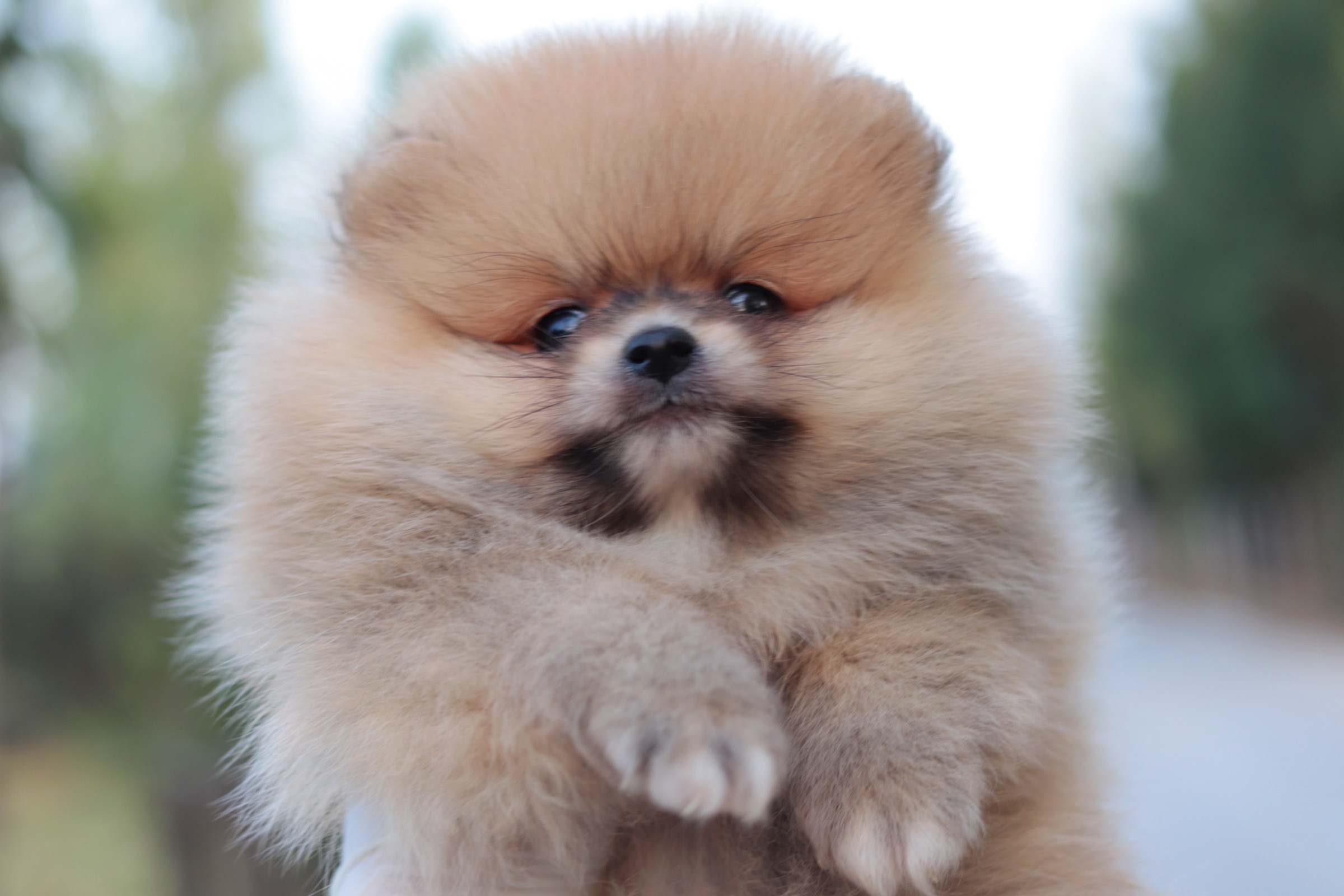 ปอมเมอเรเนียน เพศผู้ สีส้ม