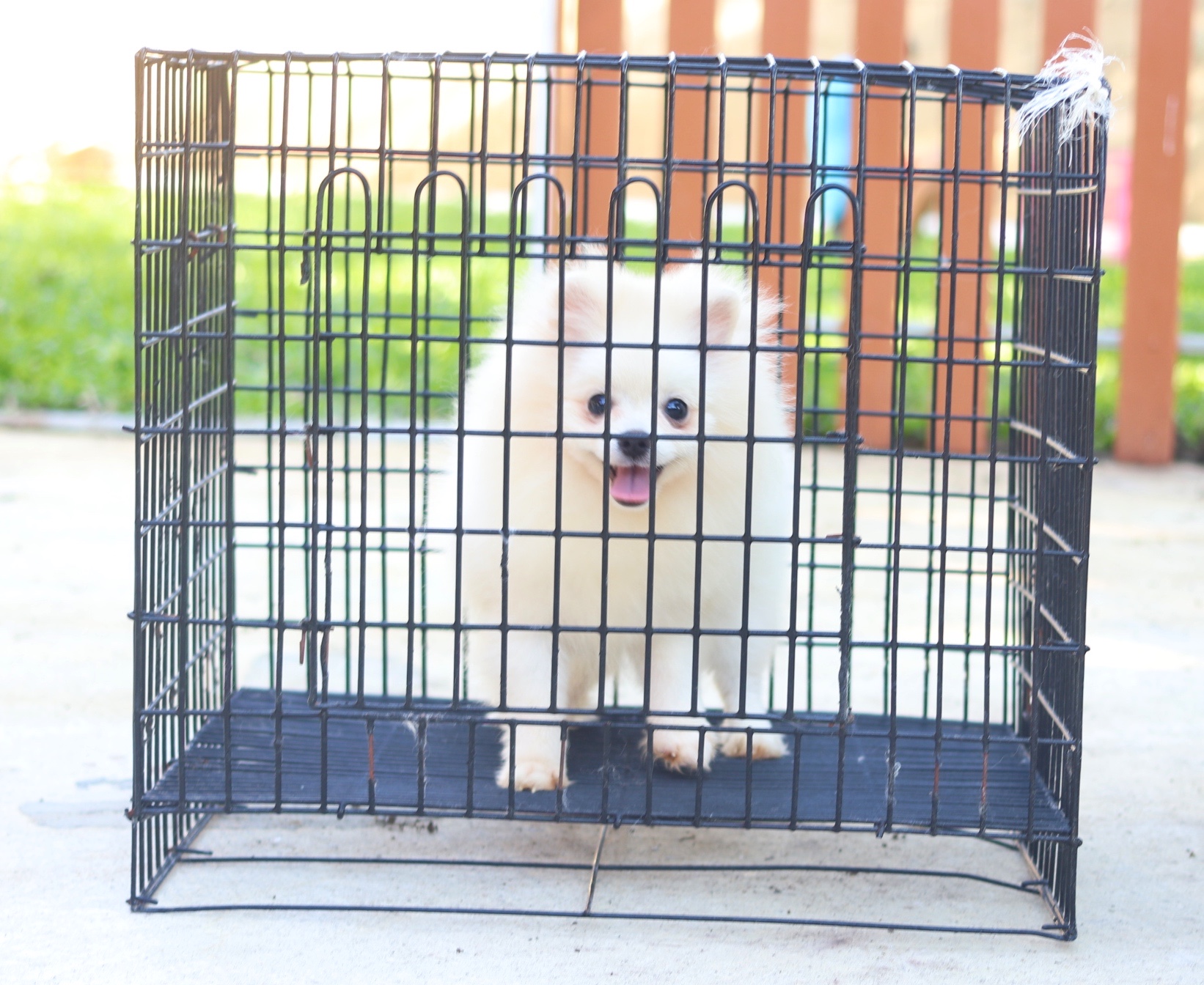 ปอมเมอเรเนียน เพศผู้ สีขาวครีมขนแน่น