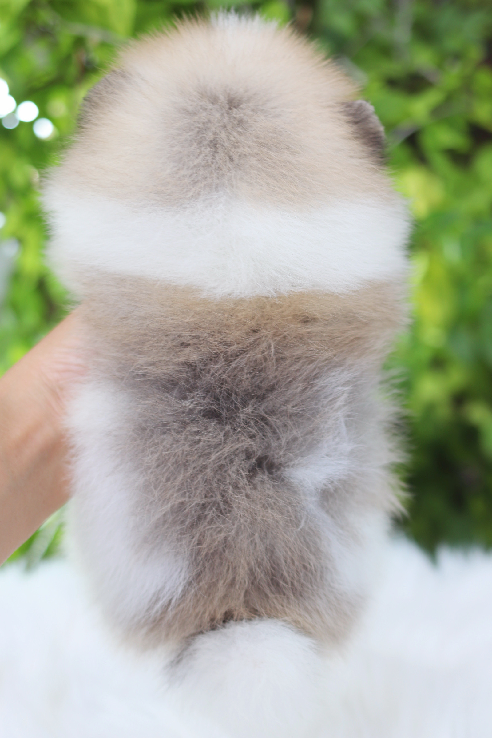 ปอมเมอเรเนียน เพศเมียสีแฟนซี เกรดโชว์