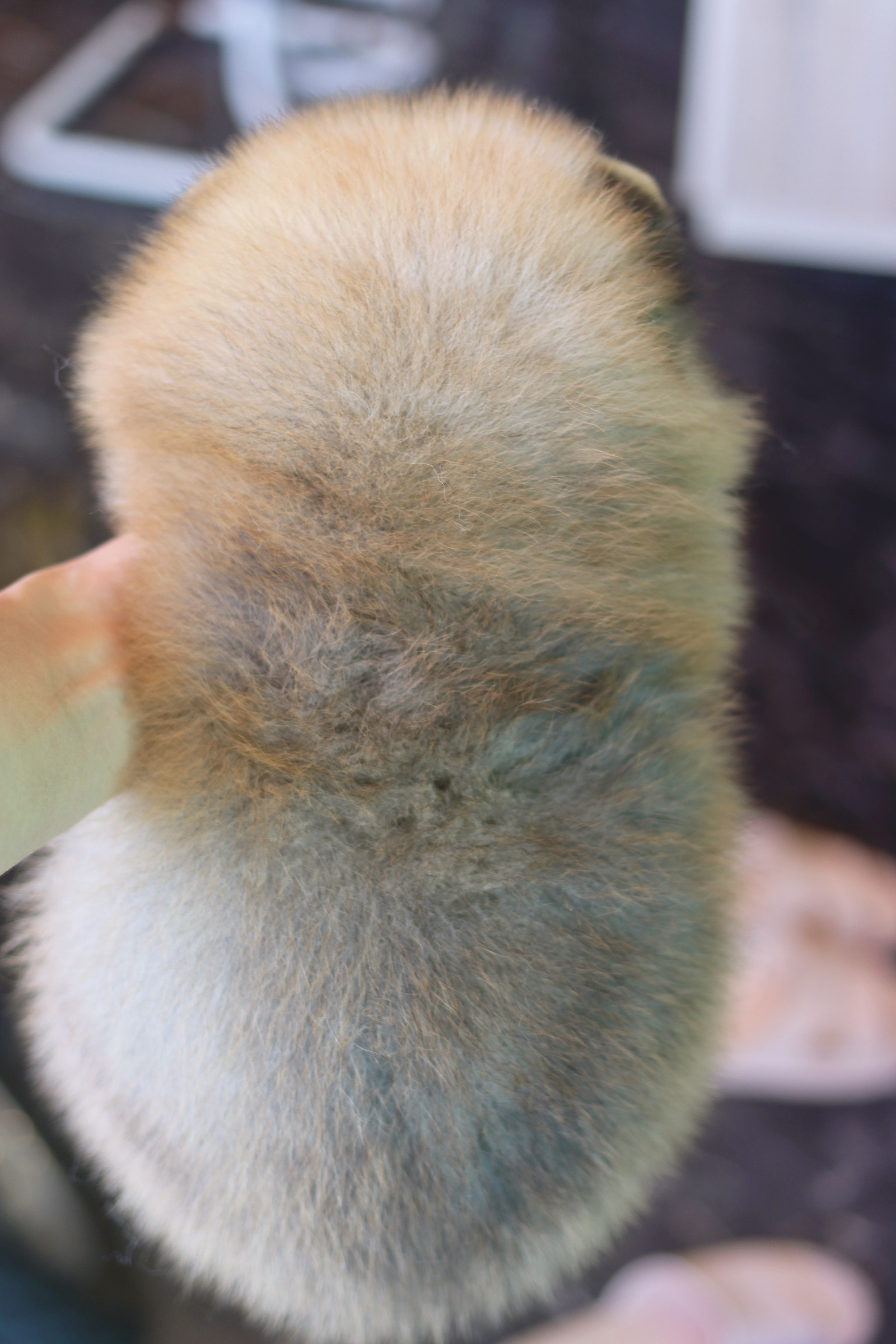 ปอมเมอเรเนียน เพศเมียสีส้ม เกรดโชว์