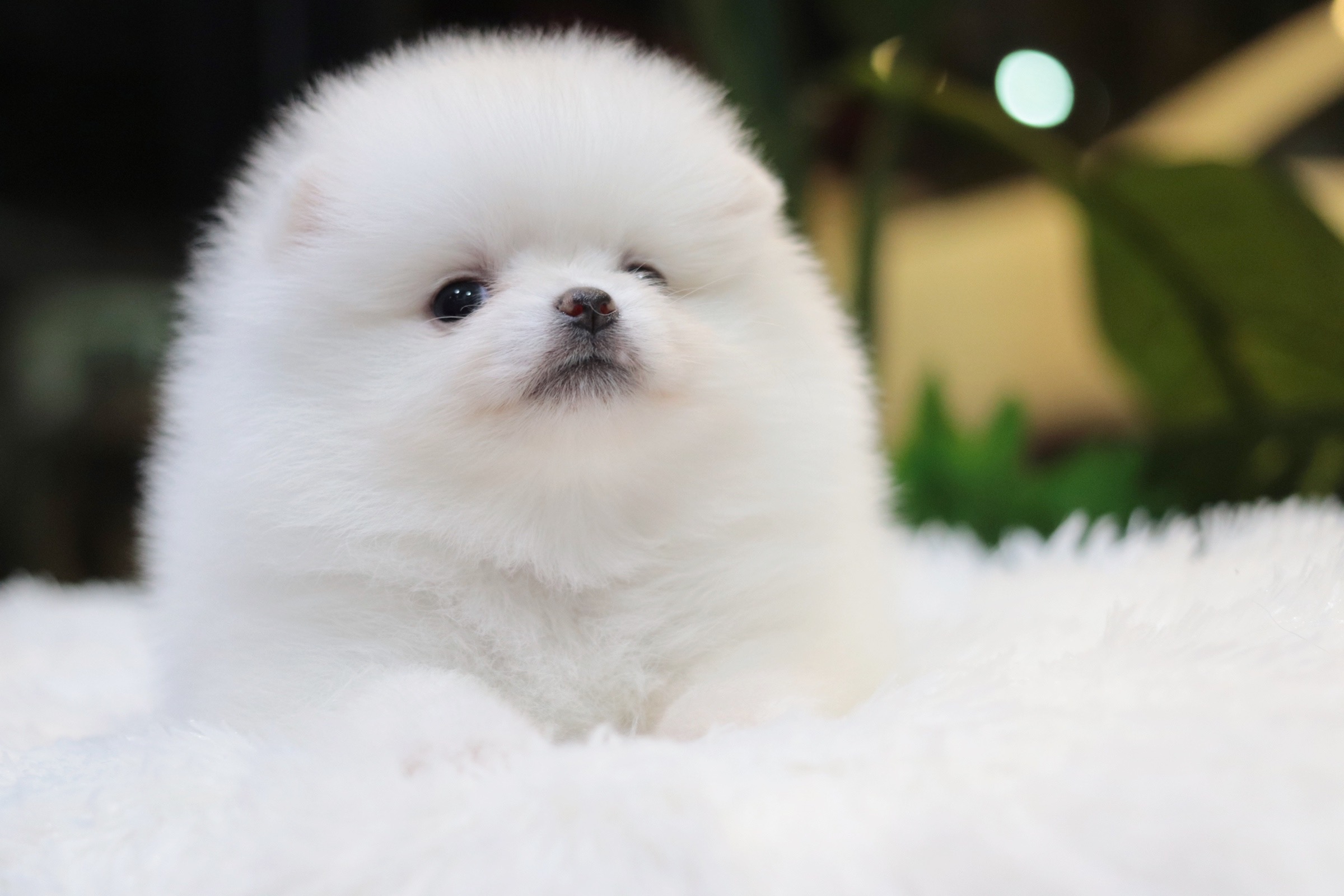 ปอมเมอเรเนียน เพศเมีย สีขาวครีม