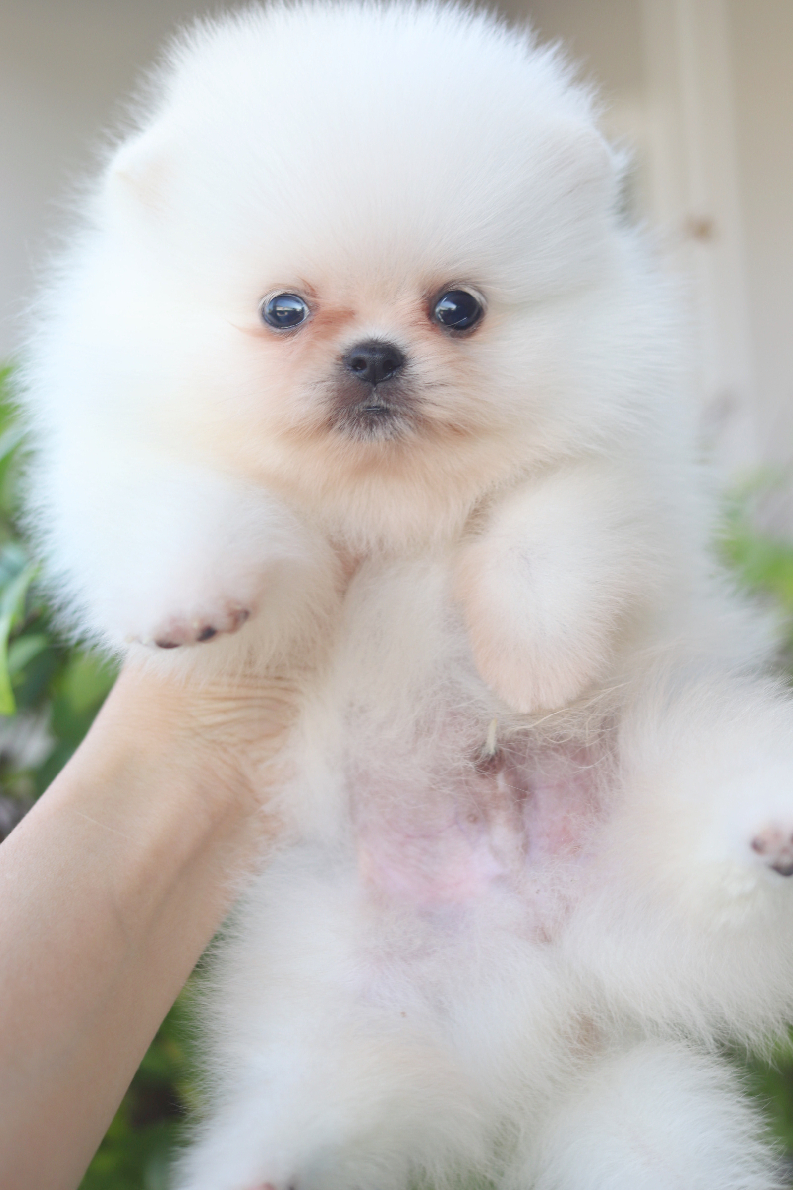 ปอมเมอเรเนียน เพศผู้สีขาวครีม