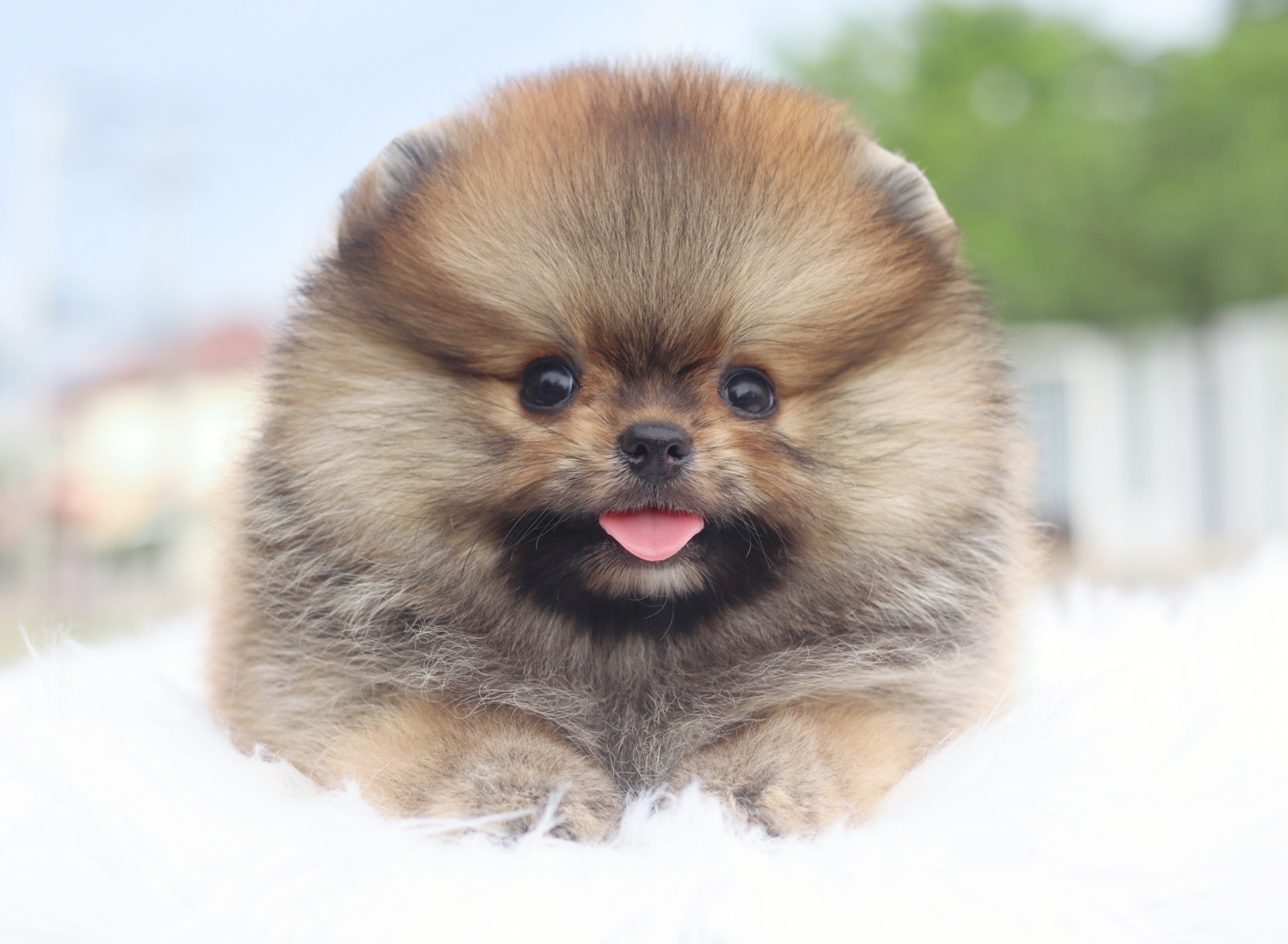 ปอมเมอเรเนียน เพศผู้สีส้ม