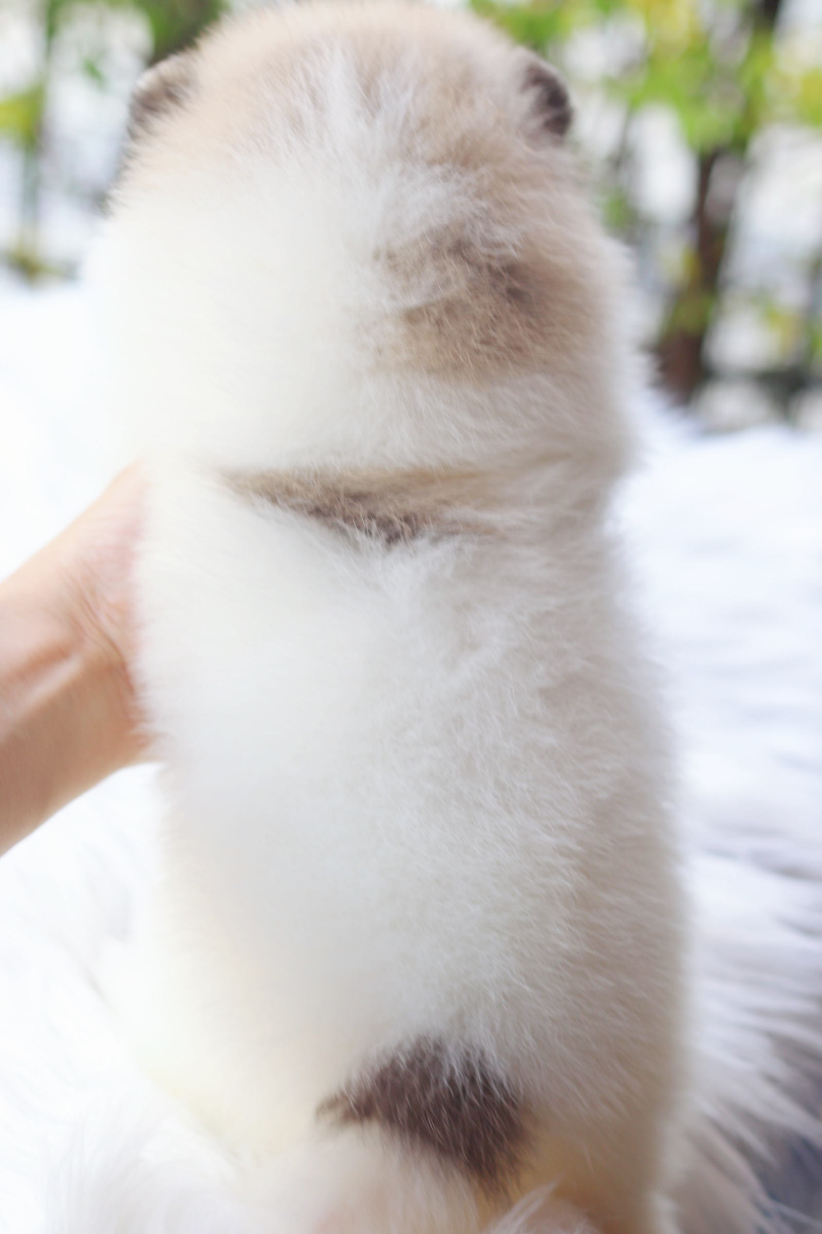 ปอมเมอเรเนียน เพศเมียสีแฟนซี