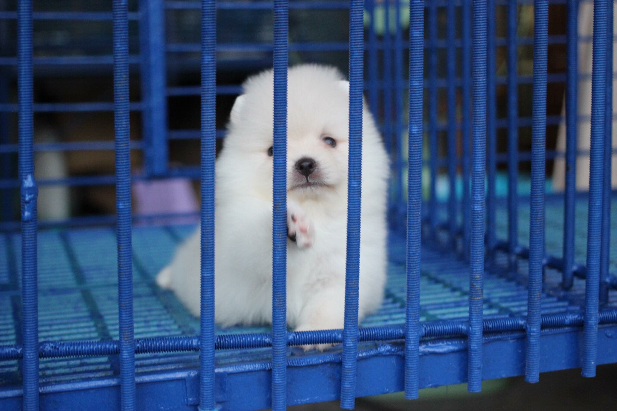 ปอมเมอเรเนียน เพศผู้