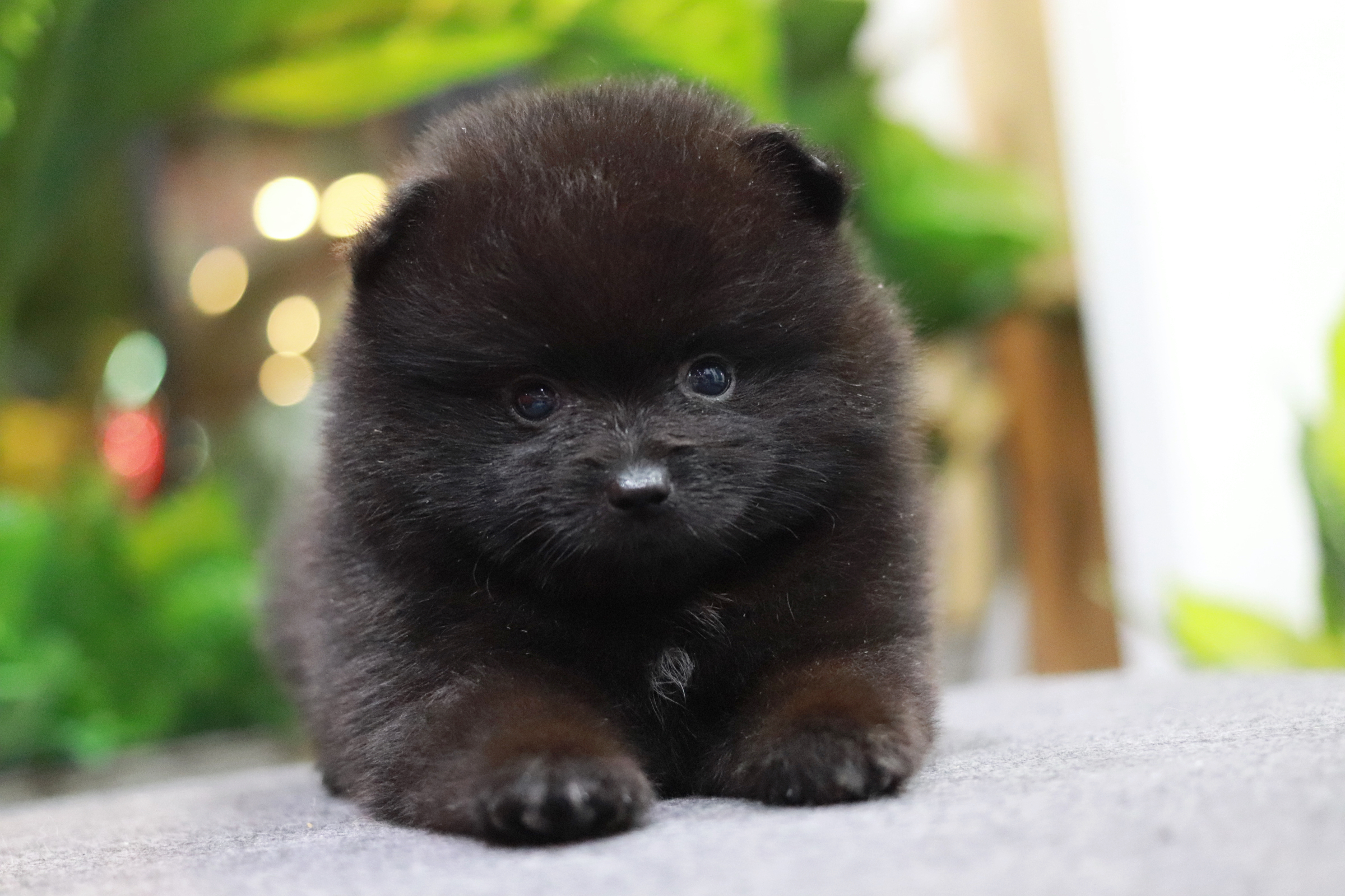 ปอมเมอเรเนียน เพศผู้ สีดำ