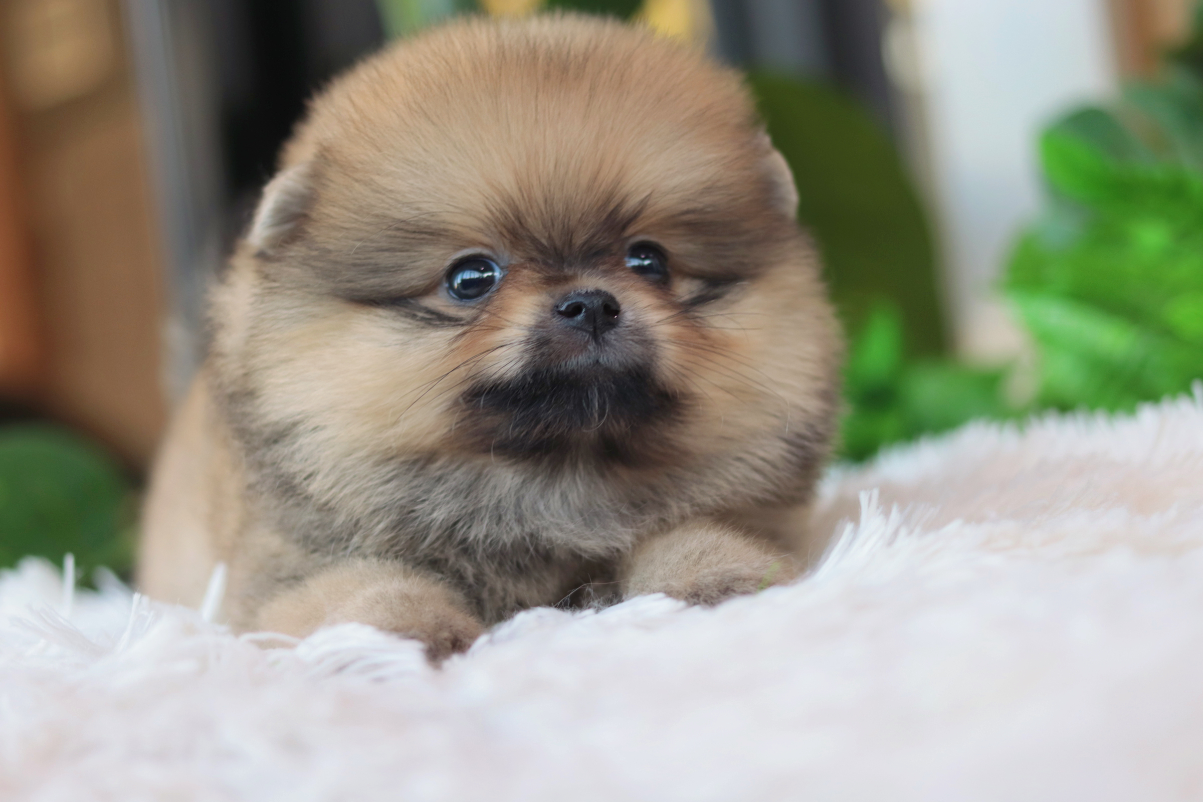 ปอมเมอเรเนียน เพศเมียสีส้ม