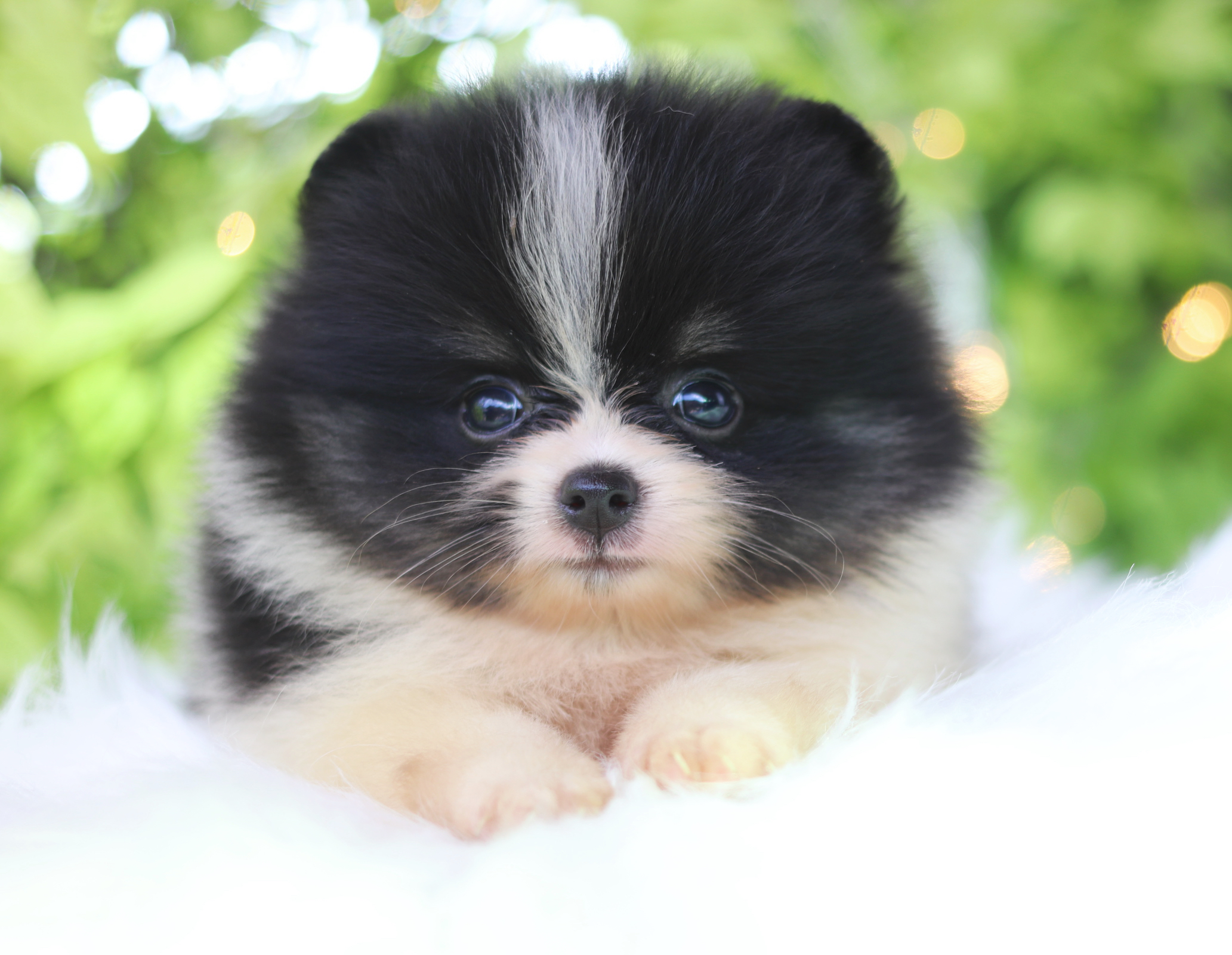 ปอมเมอเรเนียน เพศเมียสีแฟนซี