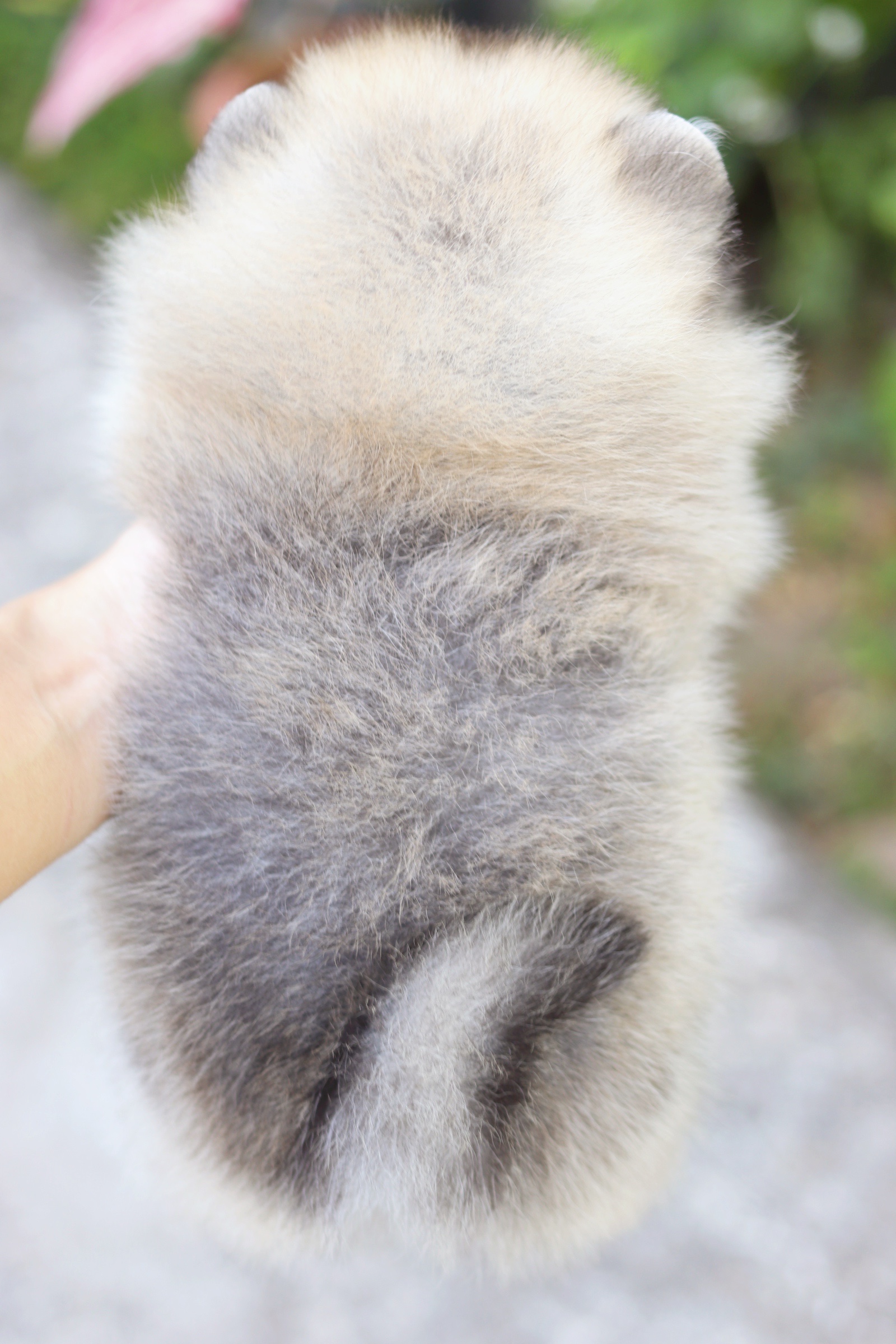 ปอมเมอเรเนียน เพศผู้ สีส้ม